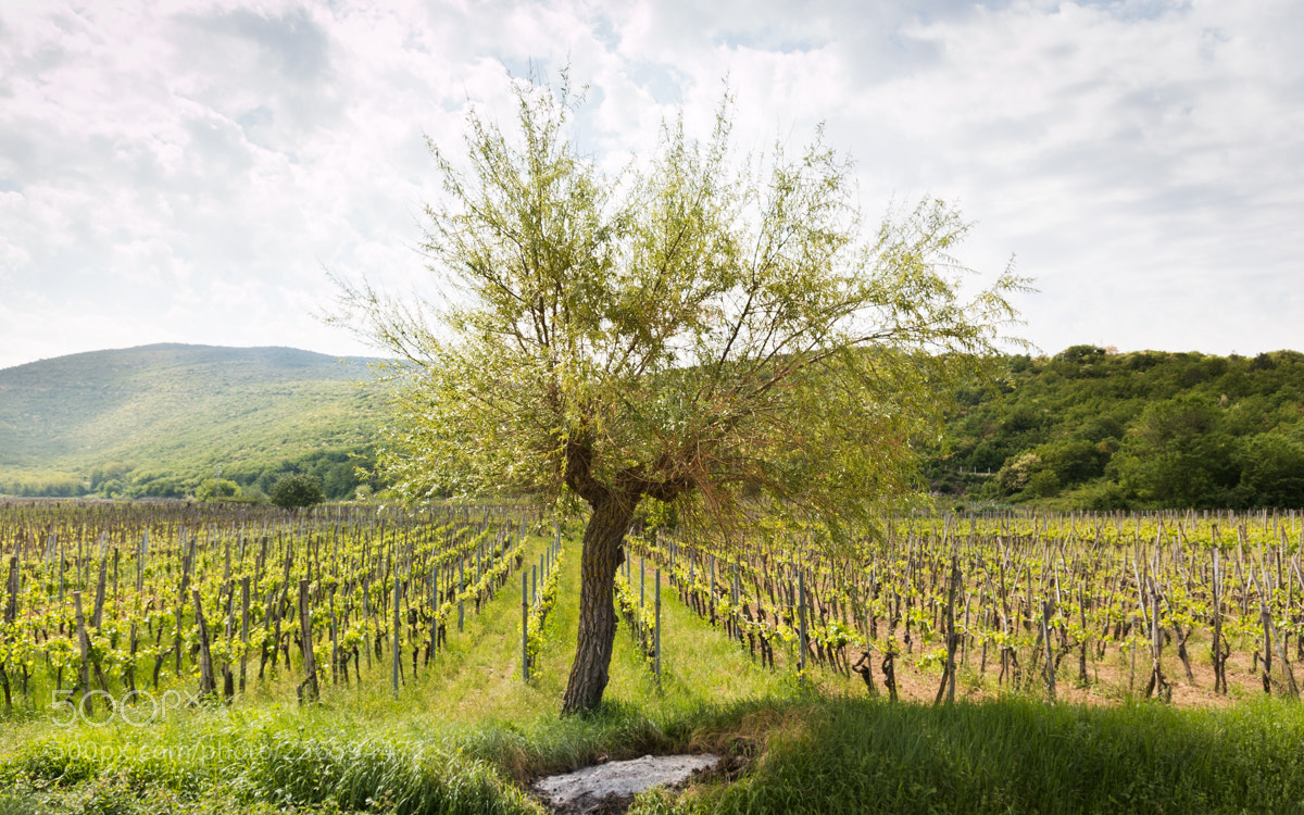 Canon EOS 70D sample photo. Countryside photography