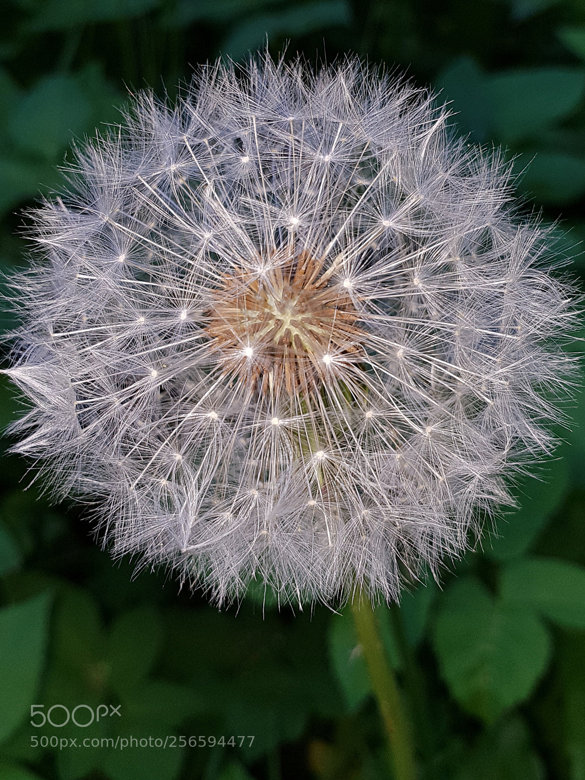Samsung Galaxy S9+ sample photo. Untitled photography