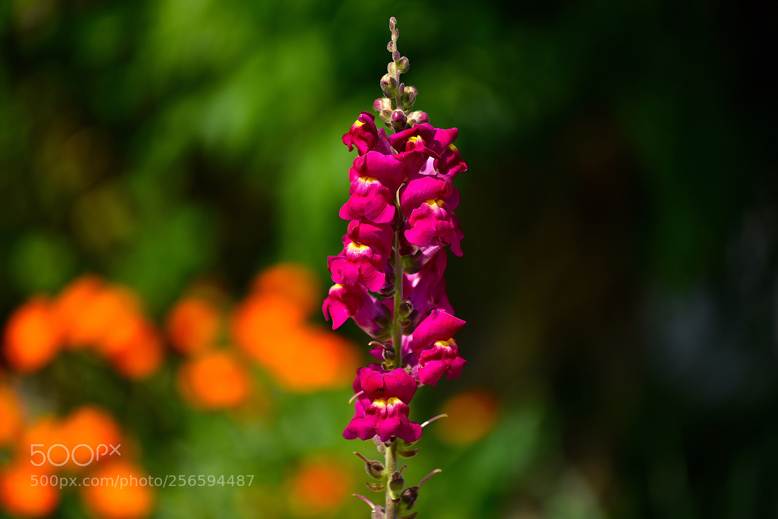 Nikon D750 sample photo. Colori  photography
