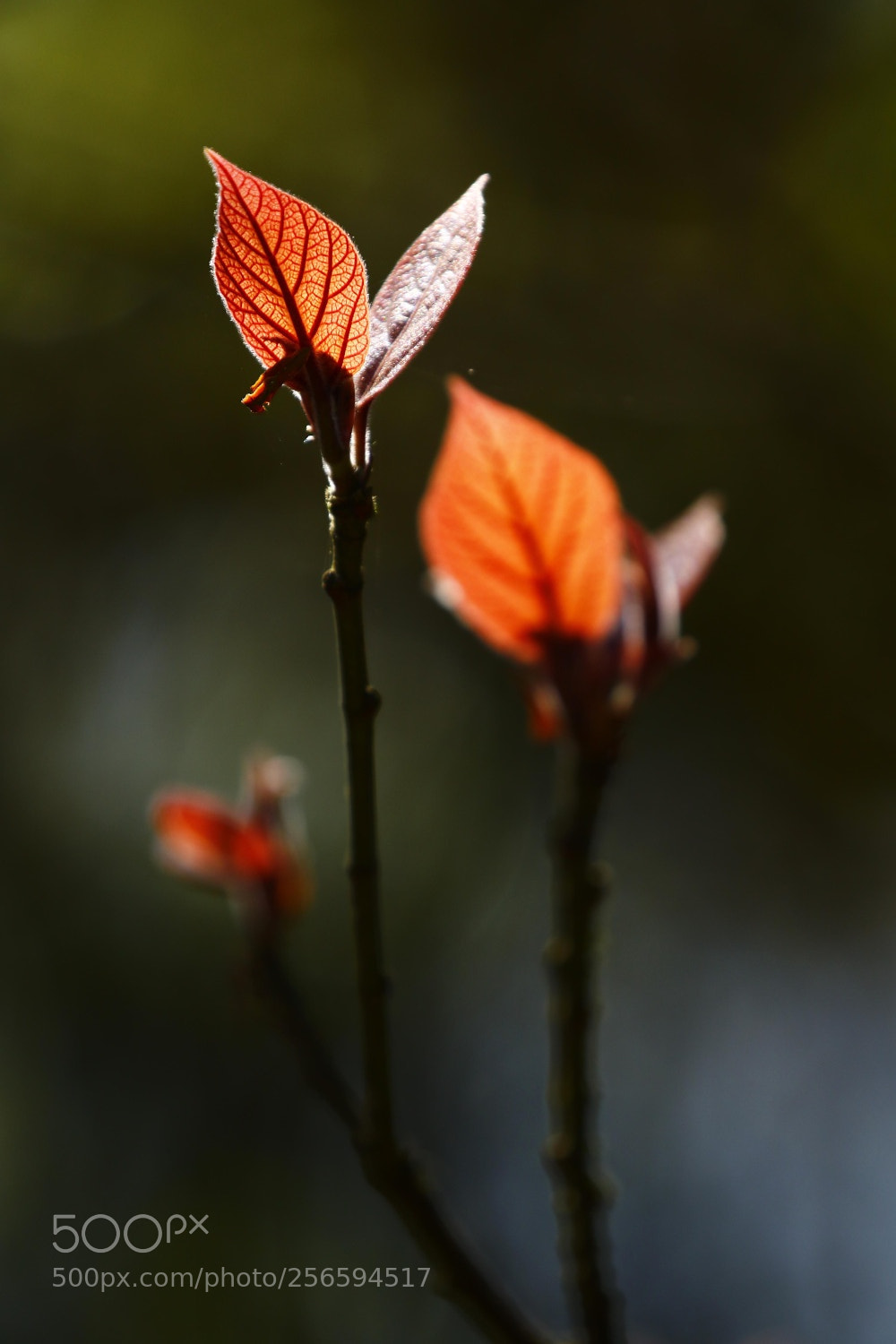 Canon EOS 7D Mark II sample photo. Pa photography