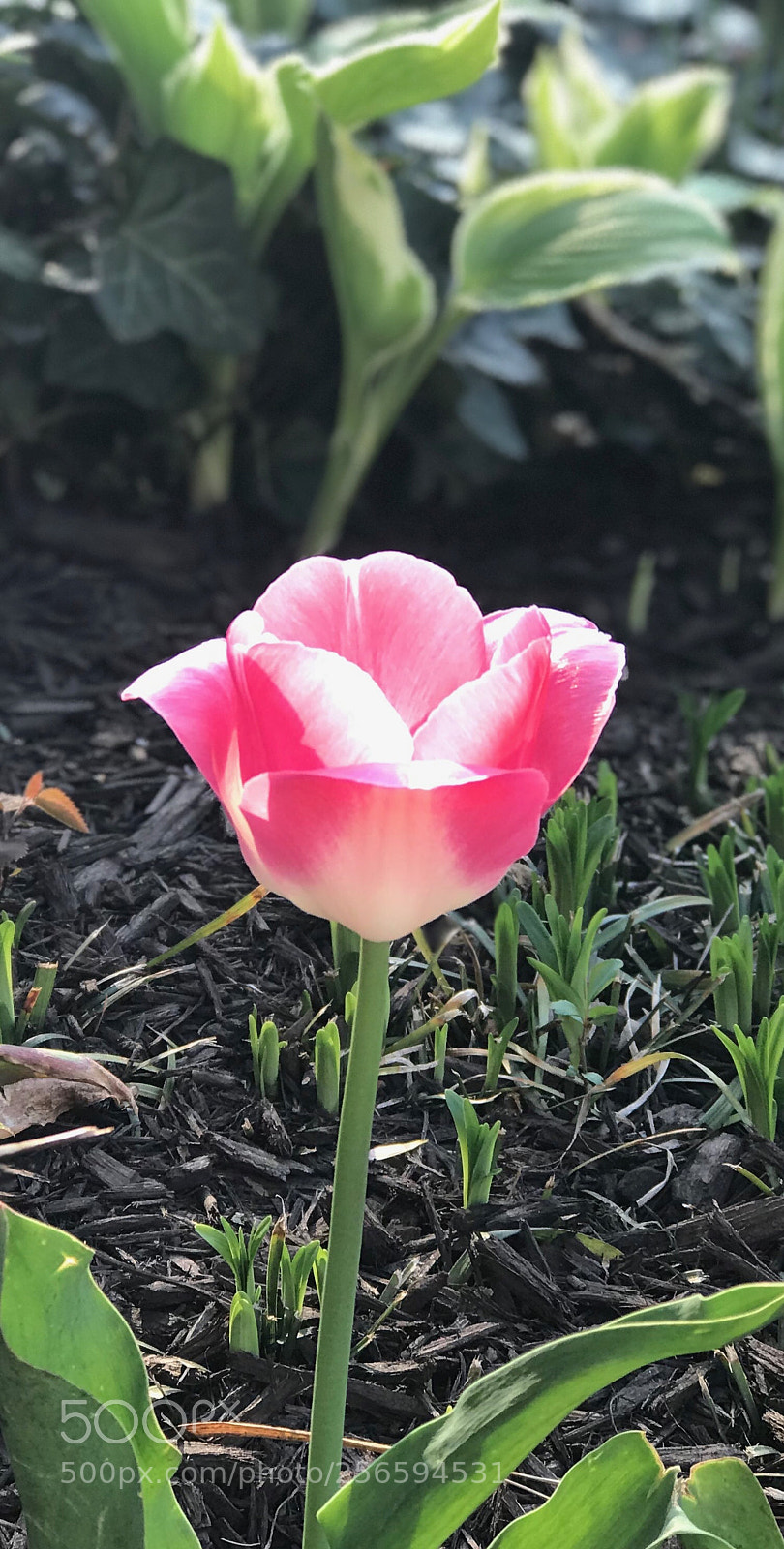 Apple iPhone 7 Plus sample photo. Spring 2018 #3 photography