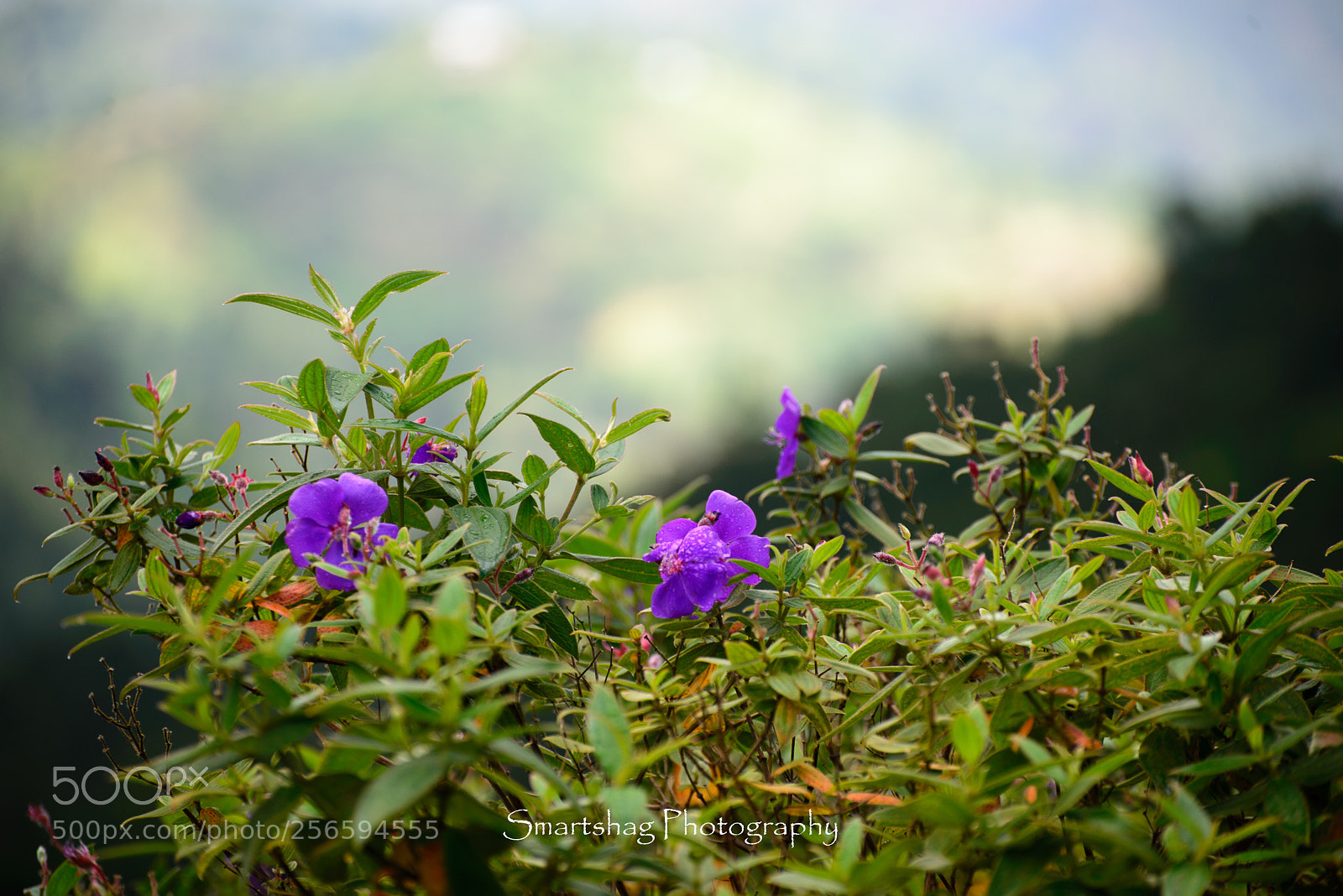 Nikon D610 sample photo. Beauty sits up top photography