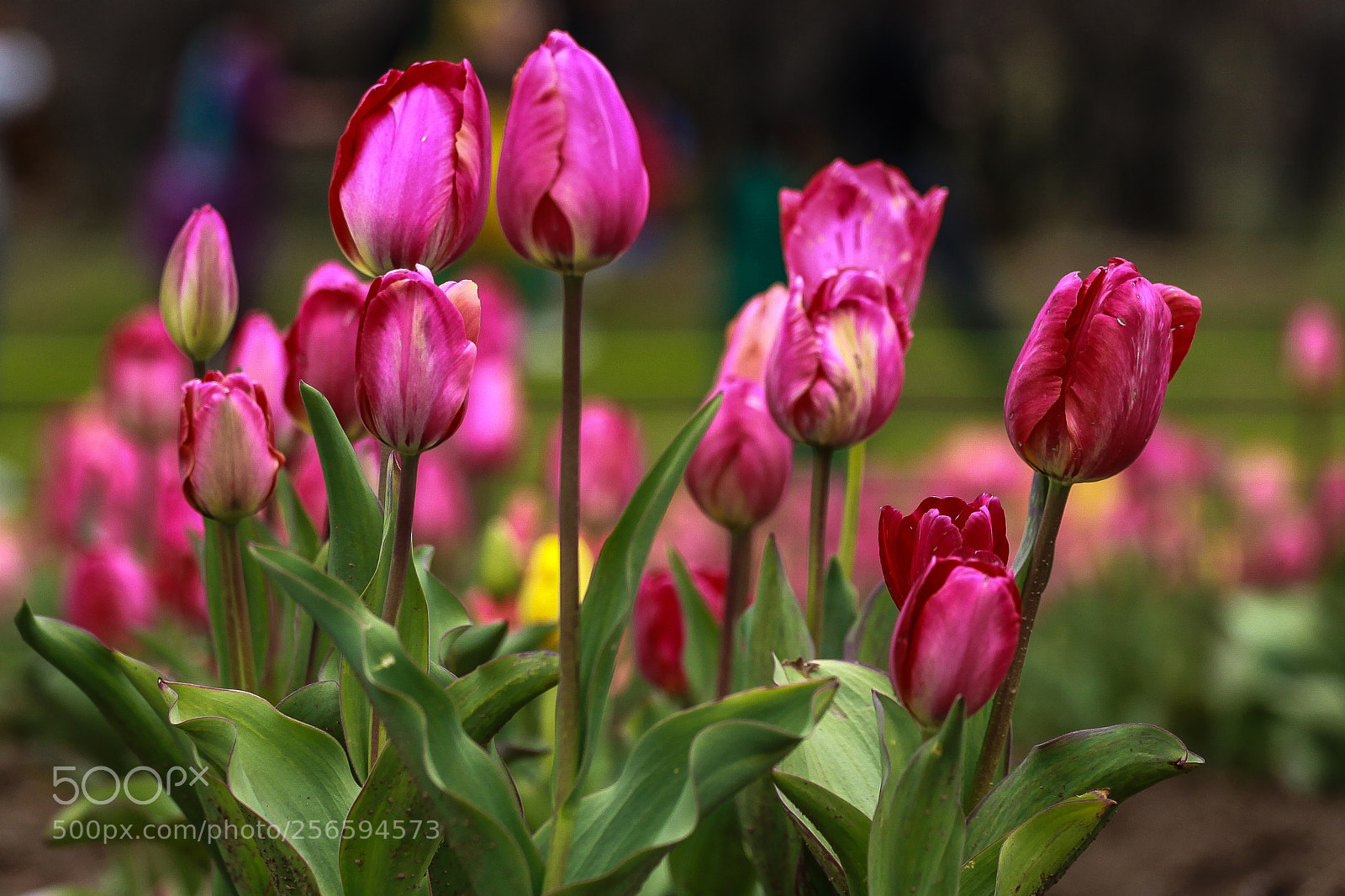 Canon EOS 5D Mark II sample photo. Tulips photography