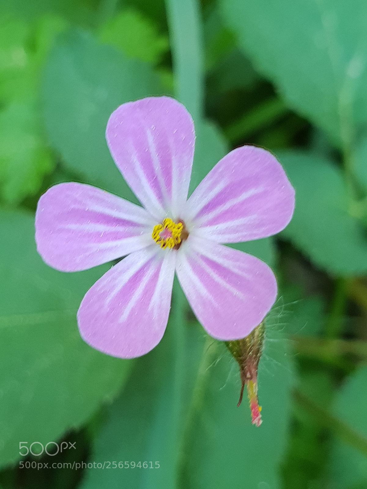 Samsung Galaxy S9+ sample photo. Untitled photography