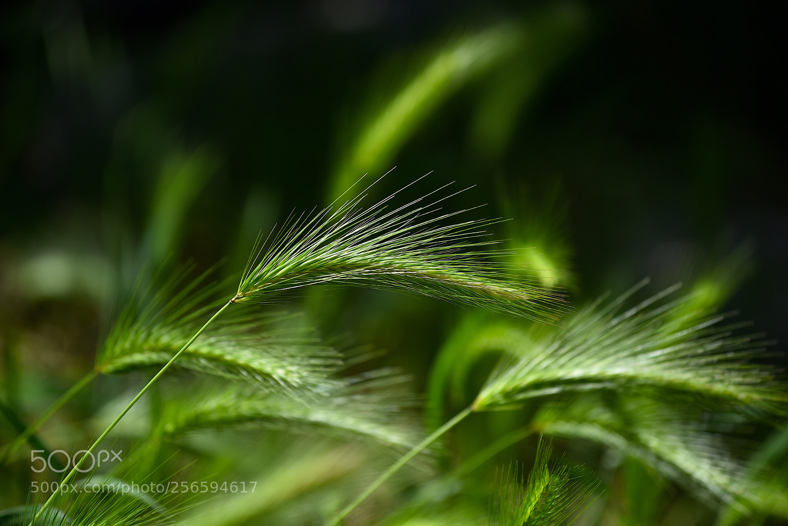 Nikon D750 sample photo. Verde erba  photography