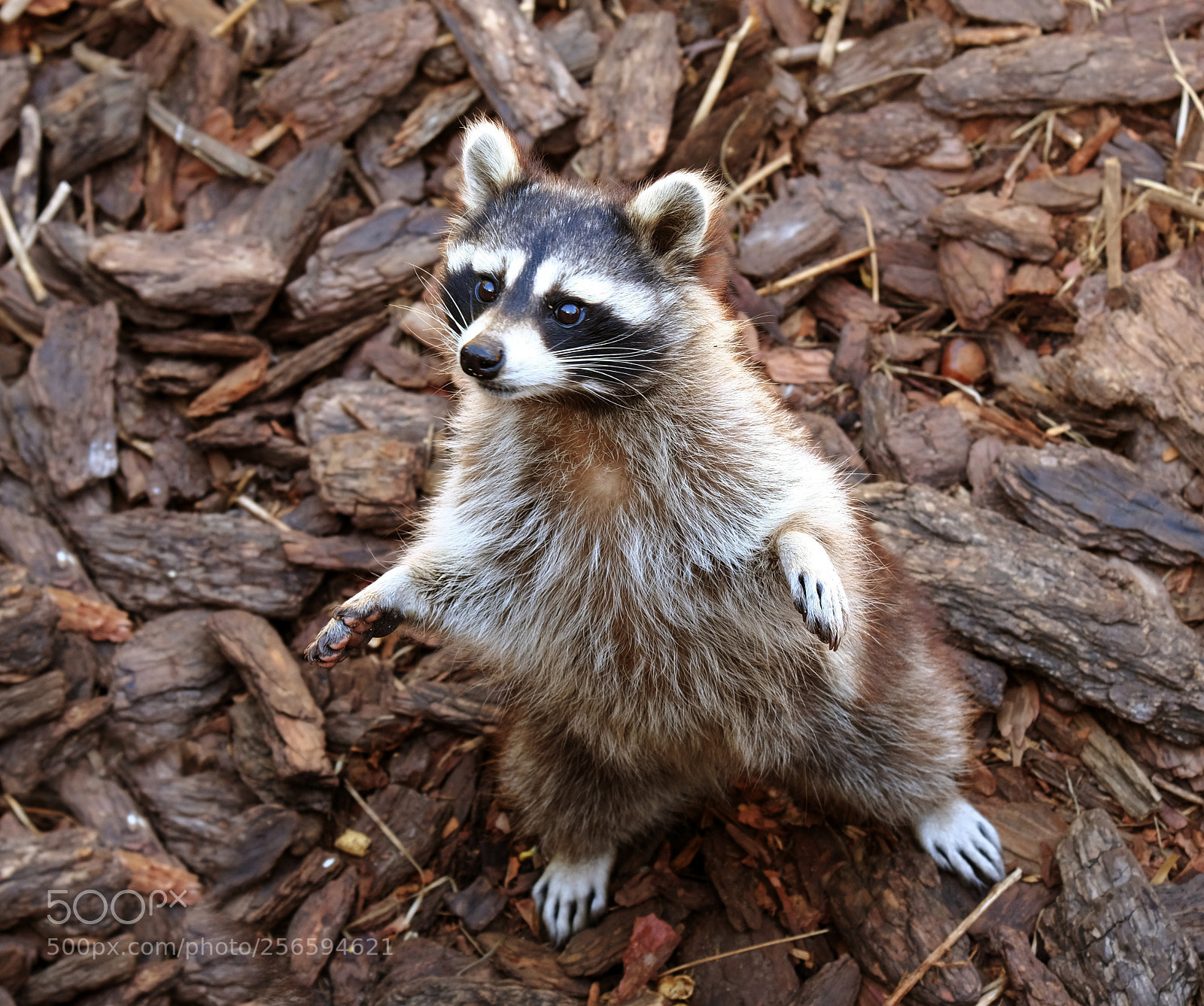 Fujifilm X-T20 sample photo. Raccoon welcomes you photography