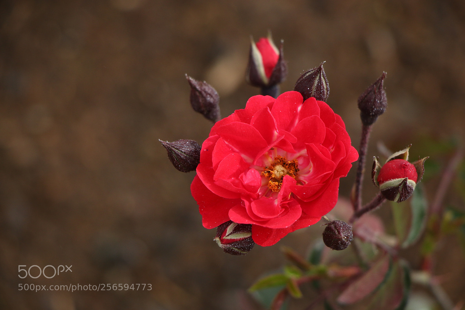 Canon EOS 70D sample photo. Untitled photography