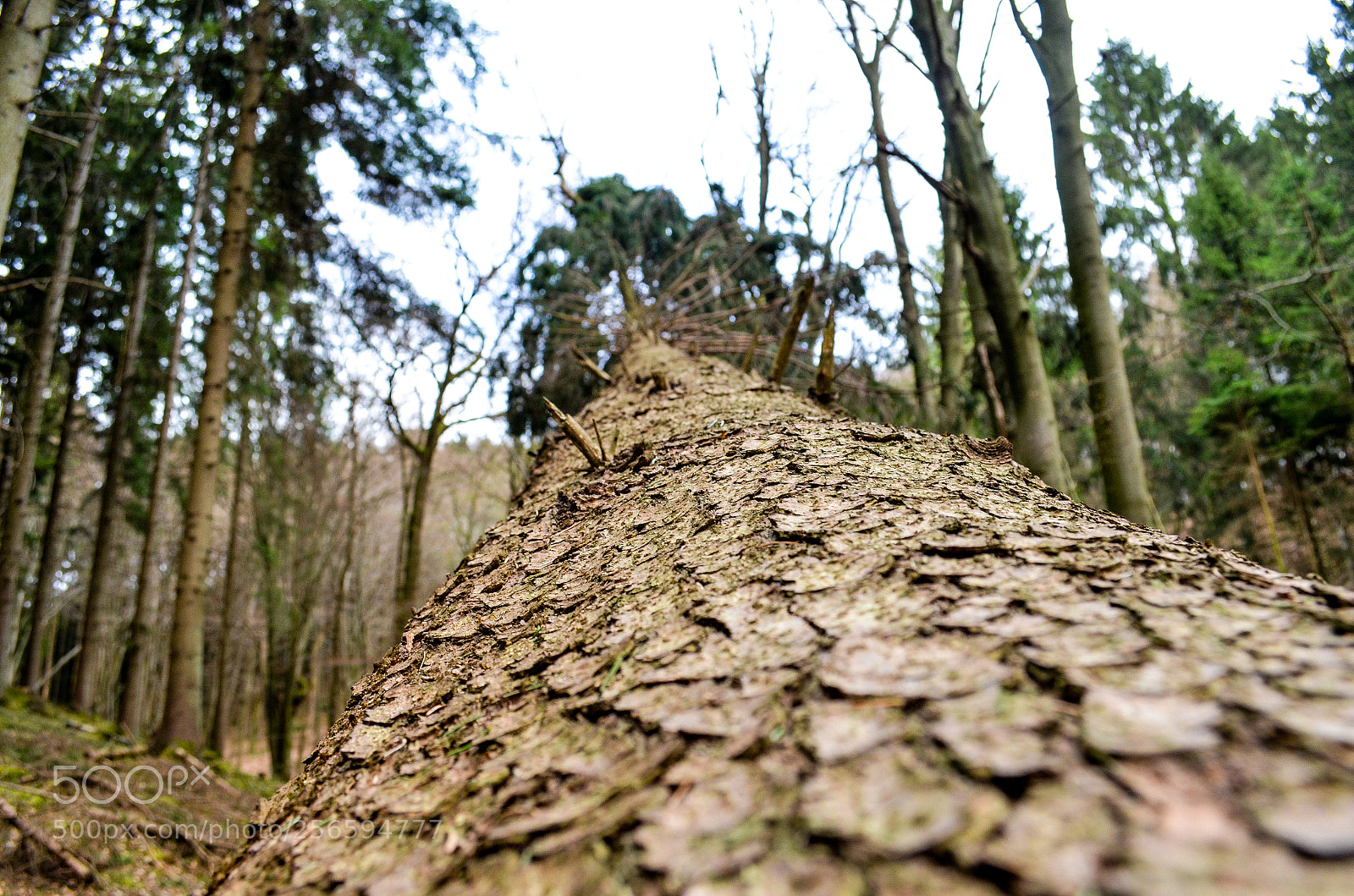 Nikon D5100 sample photo. Untitled photography