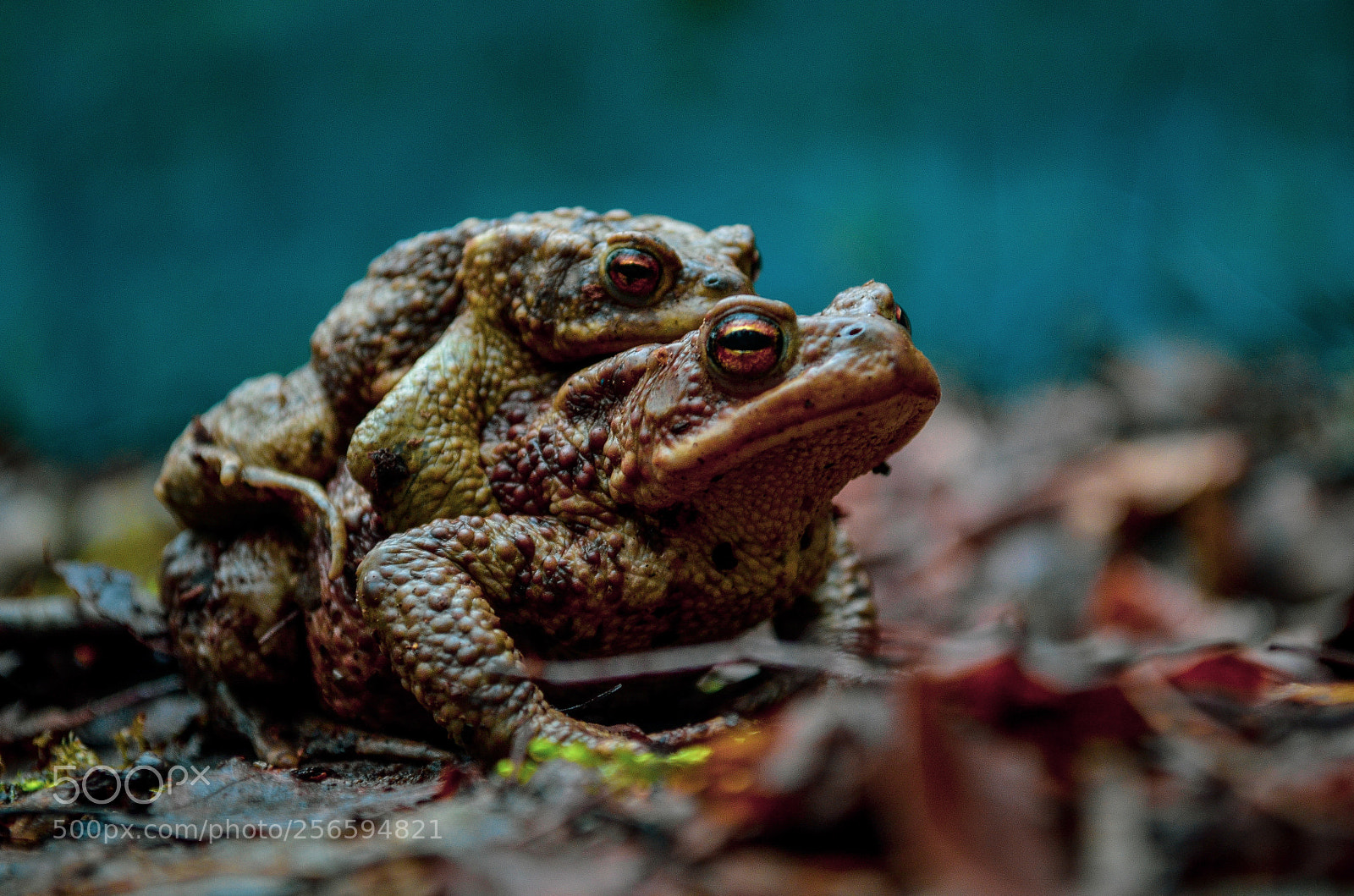 Nikon D5100 sample photo. Frogs. photography