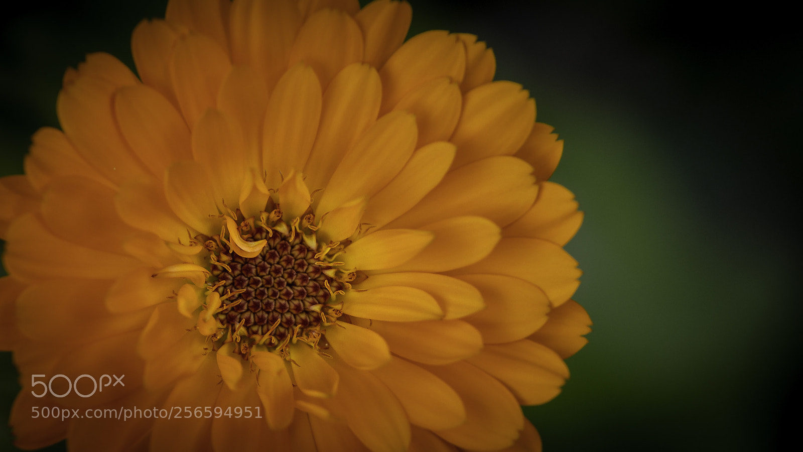 Canon EOS 60D sample photo. Marigold photography