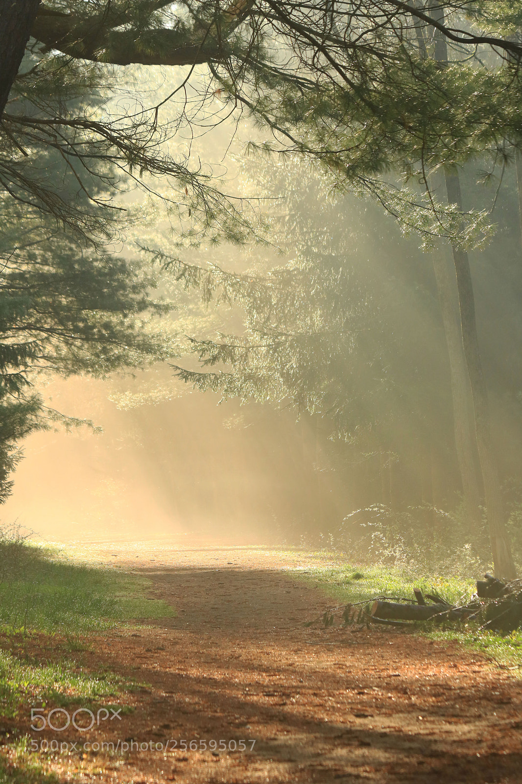 Canon EOS 750D (EOS Rebel T6i / EOS Kiss X8i) sample photo. Forest light photography