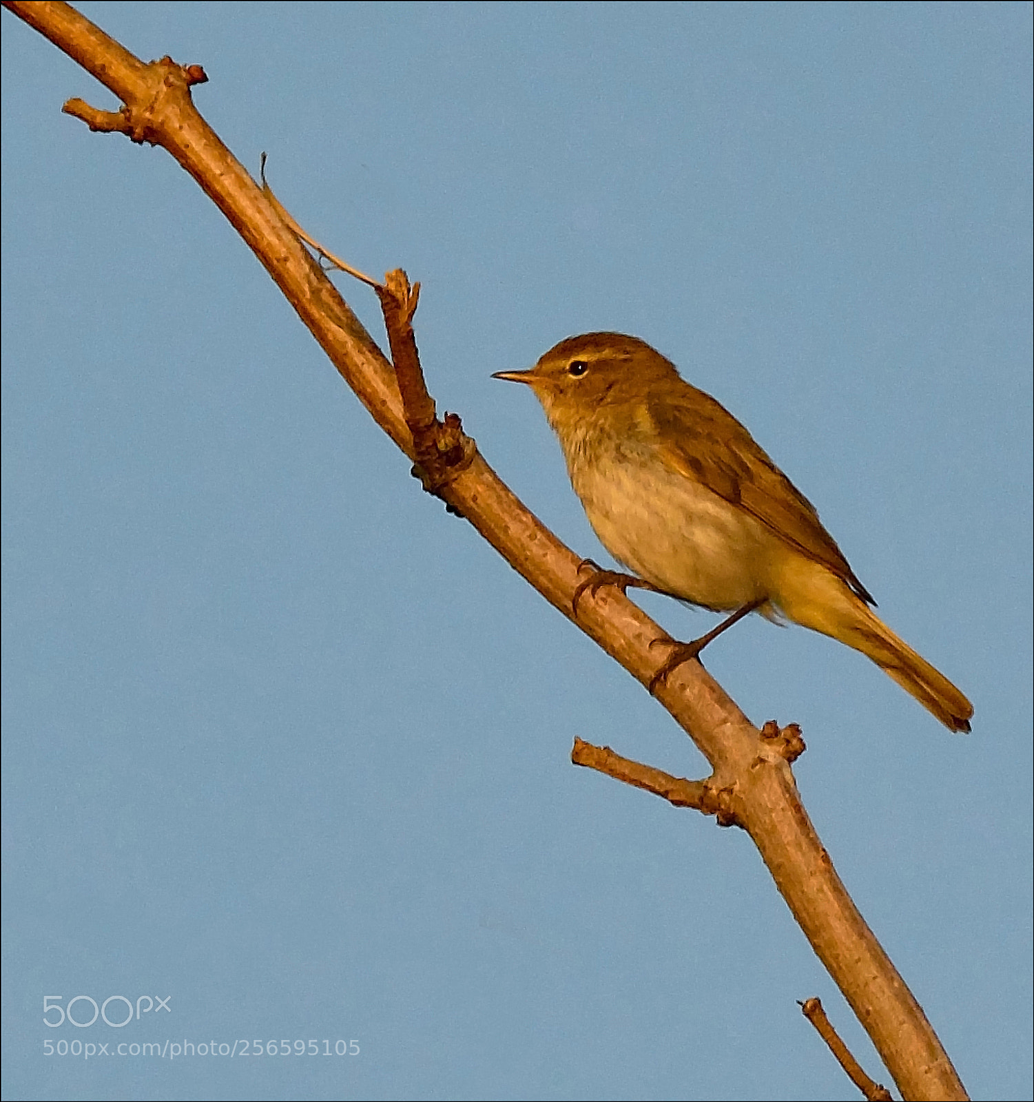 Nikon D500 sample photo. Little bird photography