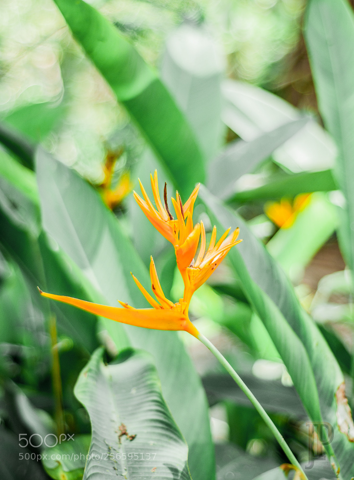 Nikon D90 sample photo. Untitled photography