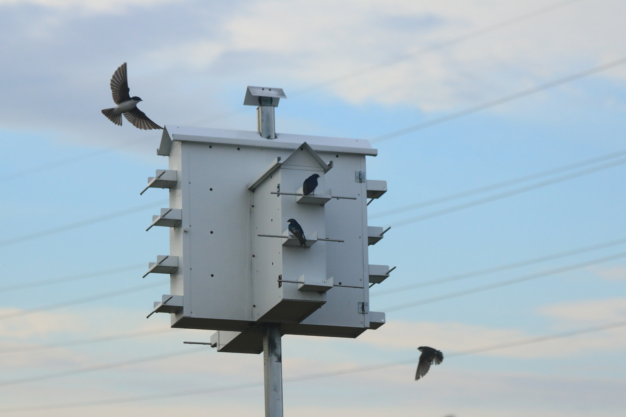 Canon EOS 750D (EOS Rebel T6i / EOS Kiss X8i) sample photo. Flying in photography