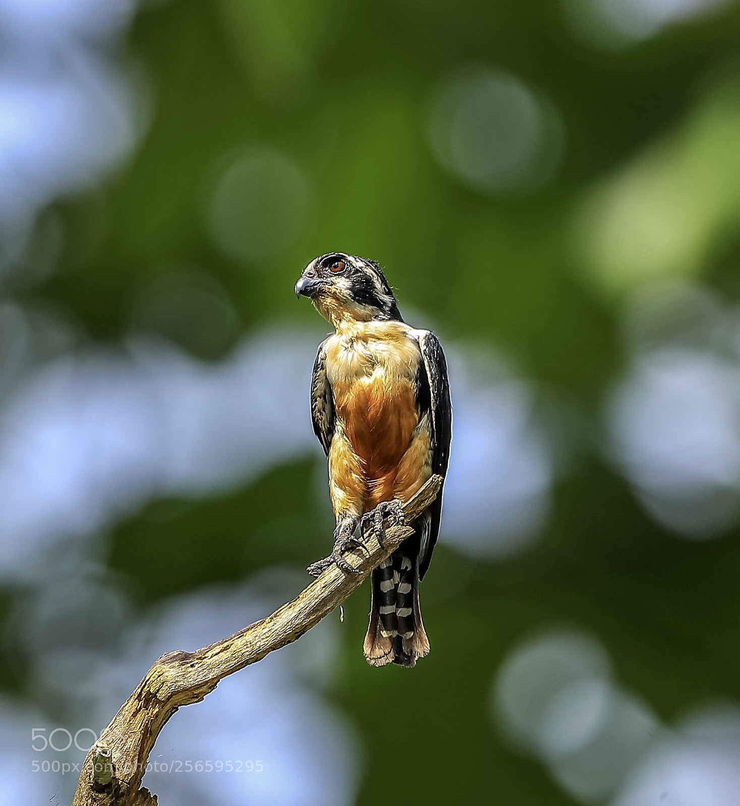 Canon EOS-1D X Mark II sample photo. Black-thighed falconnet@thailand. photography