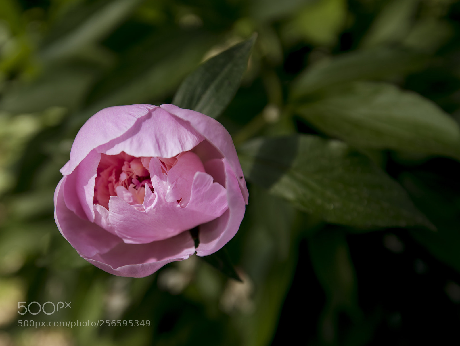Nikon D750 sample photo. Flower photography
