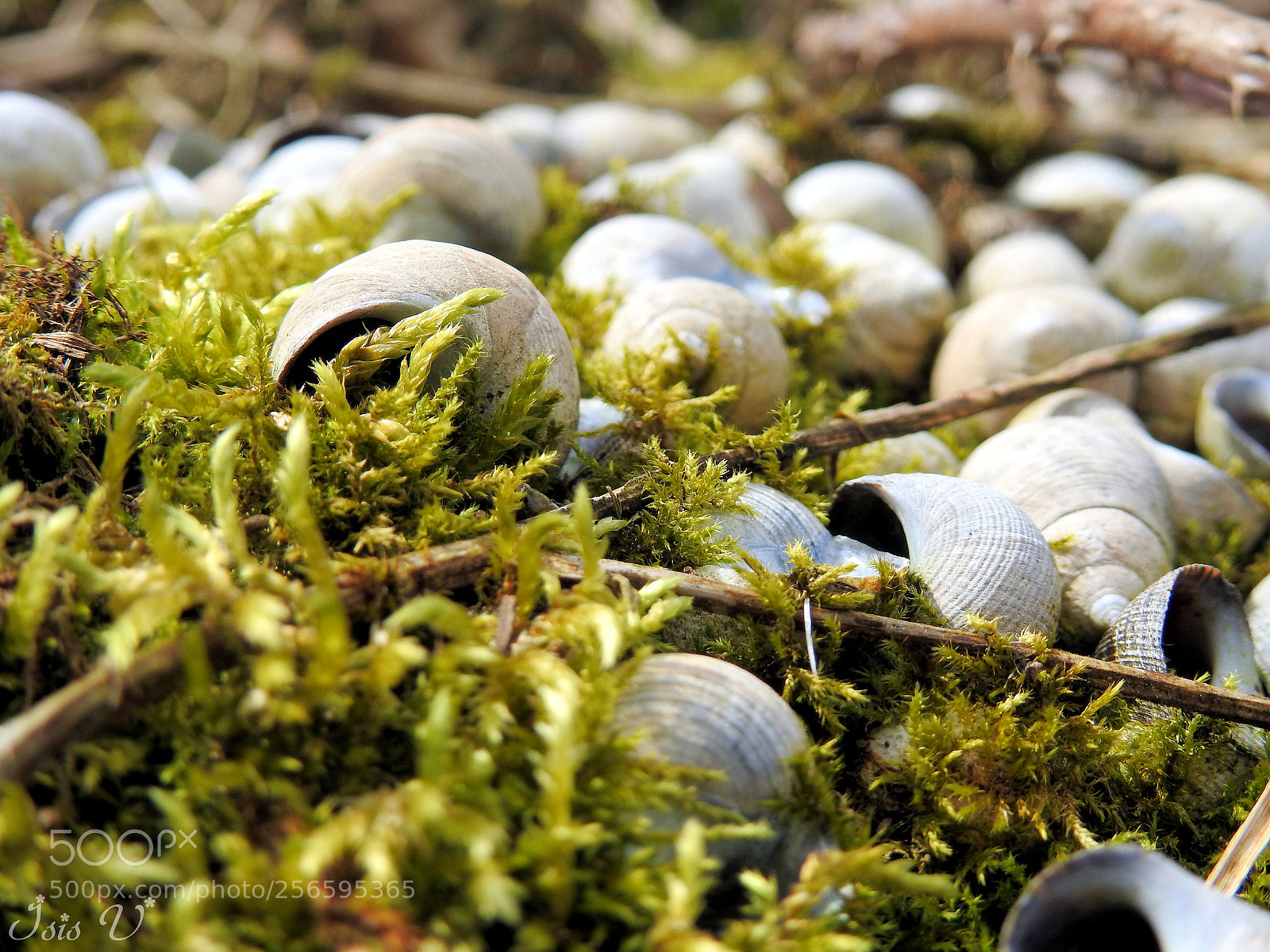 Nikon Coolpix P900 sample photo. Snail graveyard photography