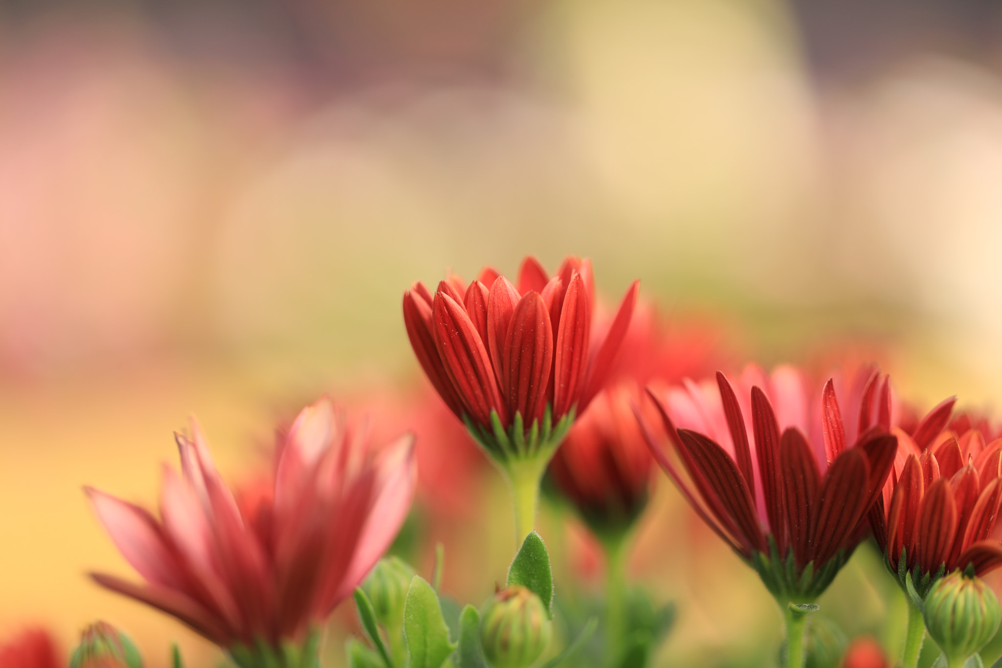 Canon EF 100mm F2.8L Macro IS USM sample photo. Morning red 아침꽃 photography