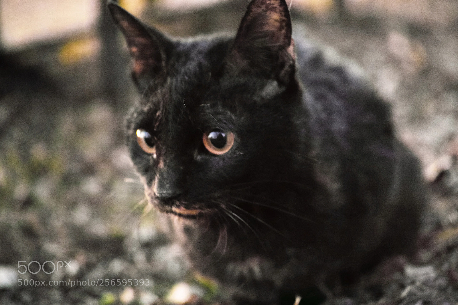 Sigma DP3 Merrill sample photo. Cat every day photography