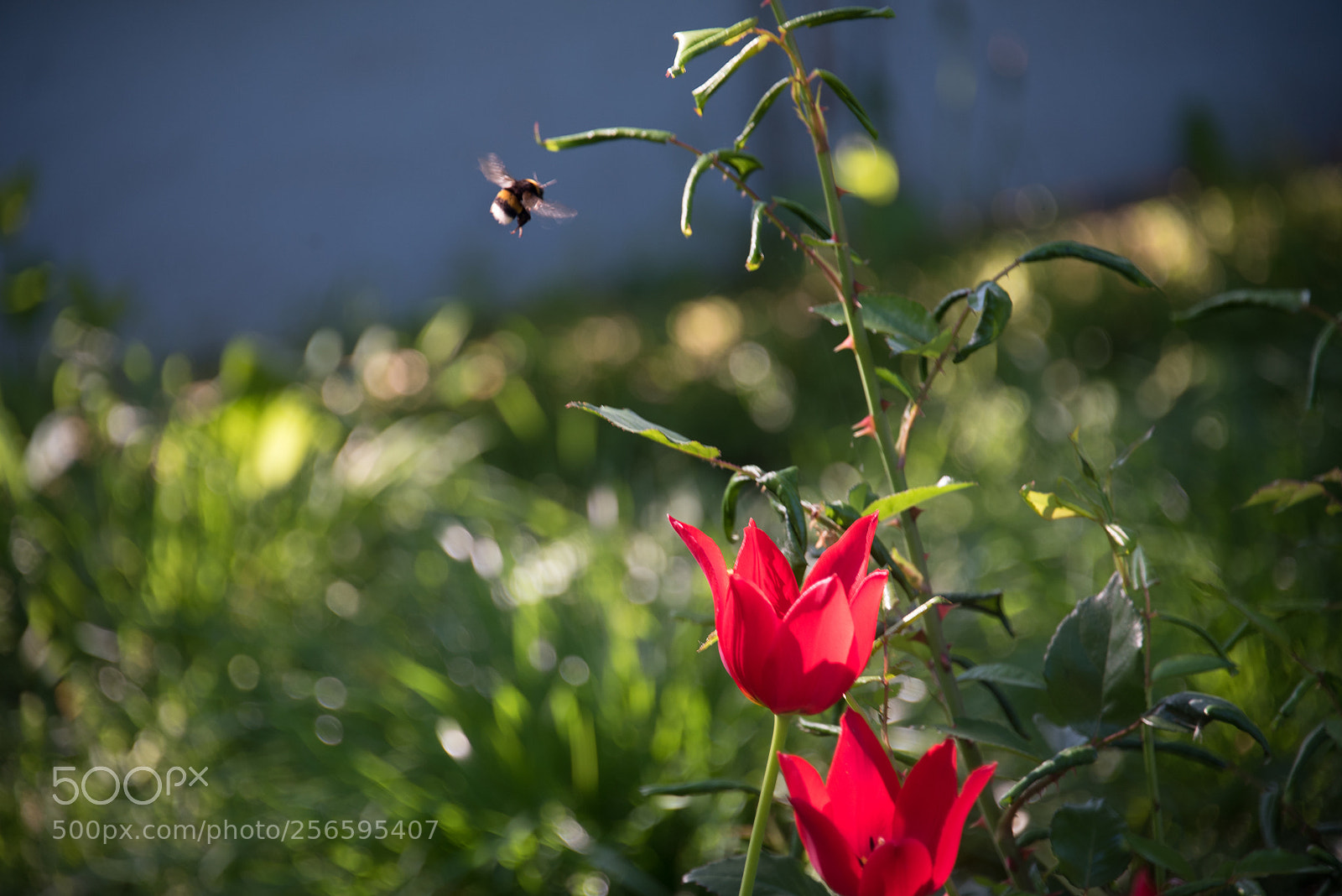 Nikon D750 sample photo. Tulips and a bumble photography