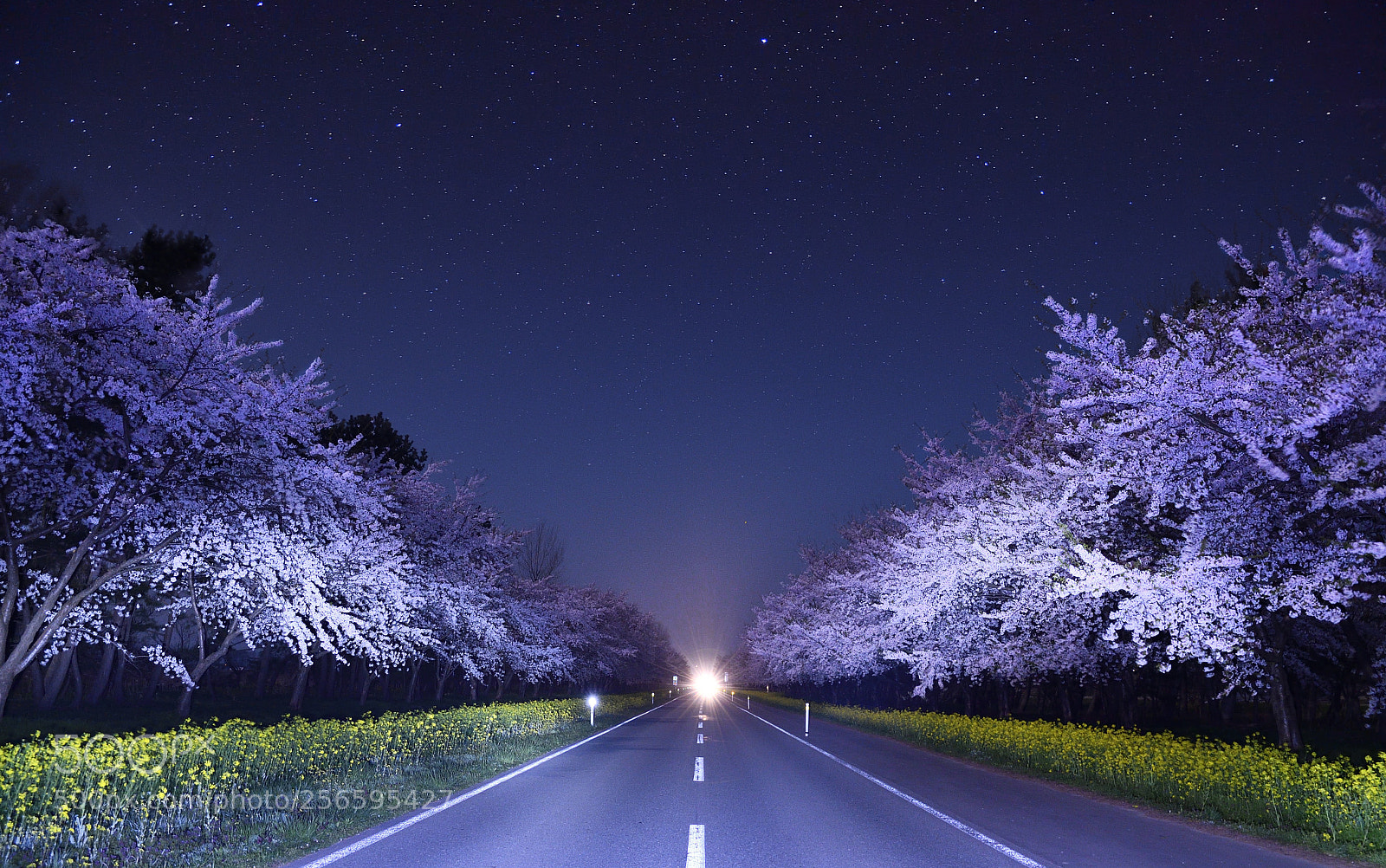 Nikon D500 sample photo. Cherry blossom trees at photography