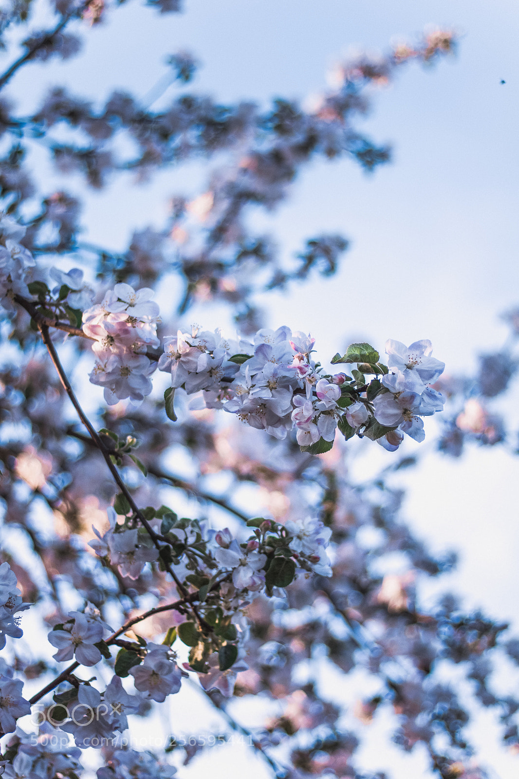 Canon EOS 750D (EOS Rebel T6i / EOS Kiss X8i) sample photo. Bloom photography