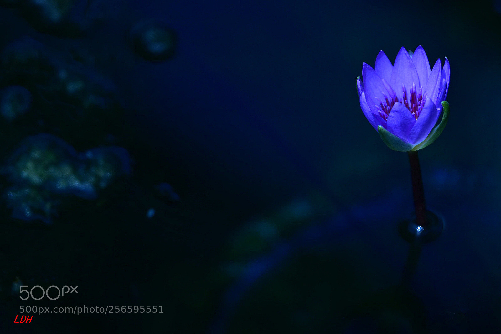 Nikon D810 sample photo. Untitled photography