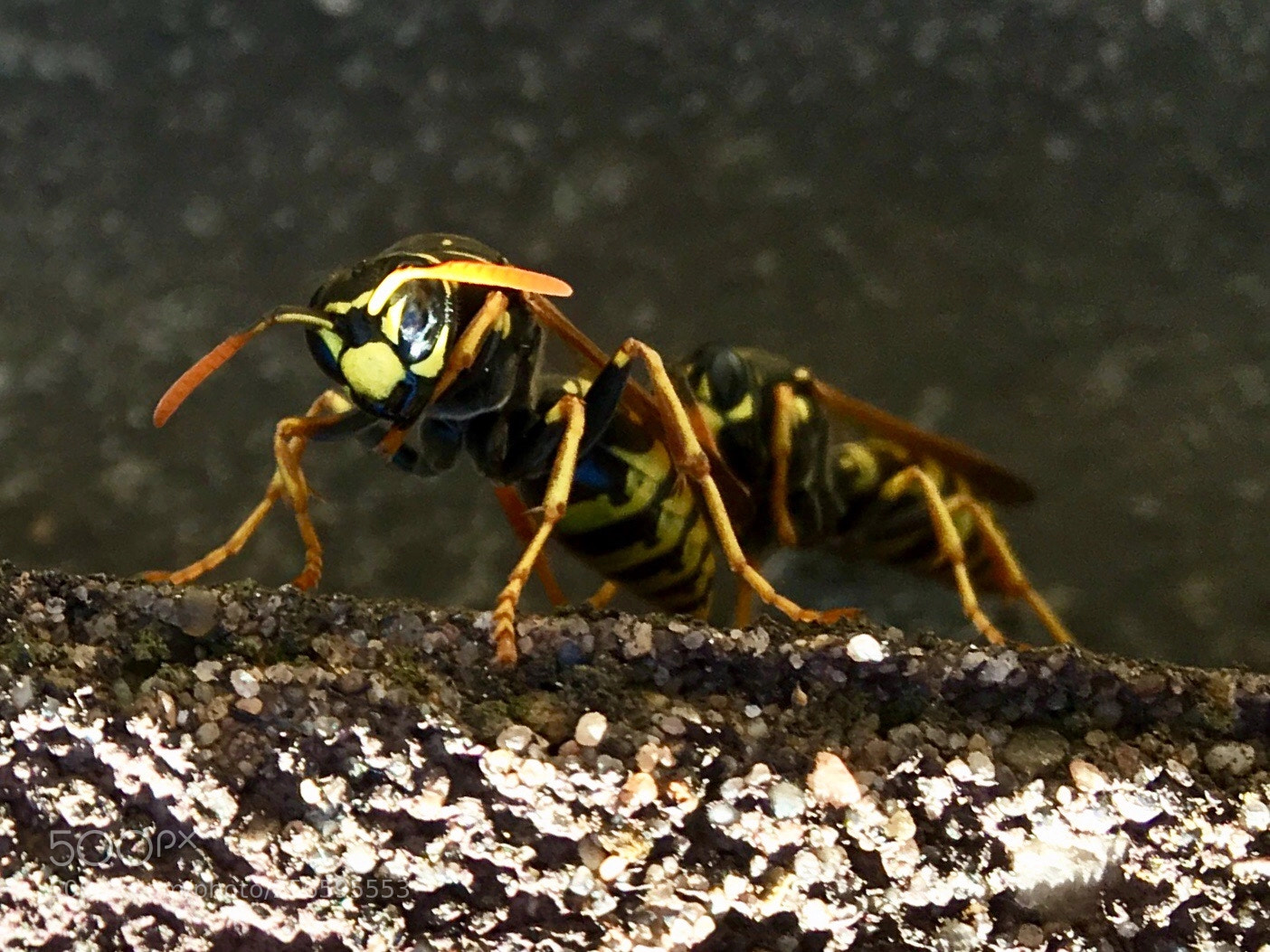 Apple iPhone SE sample photo. Untitled photography