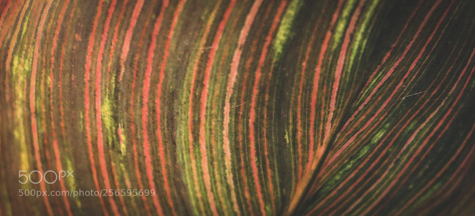 Canon EOS 70D sample photo. 时间的作品 photography