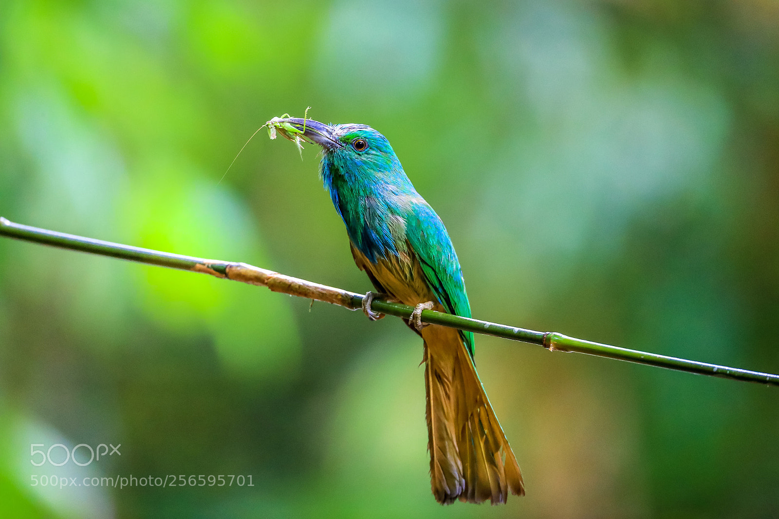 Canon EOS-1D X Mark II sample photo. Blue-bearded bee-eater@thailand. photography