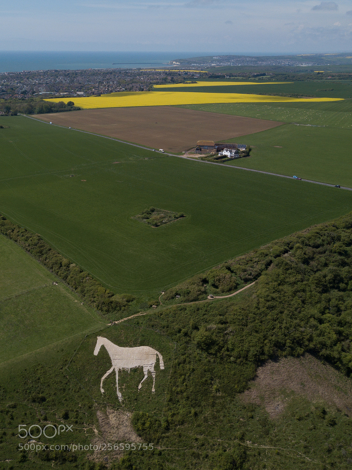 DJI FC220 sample photo. White horse 3 photography