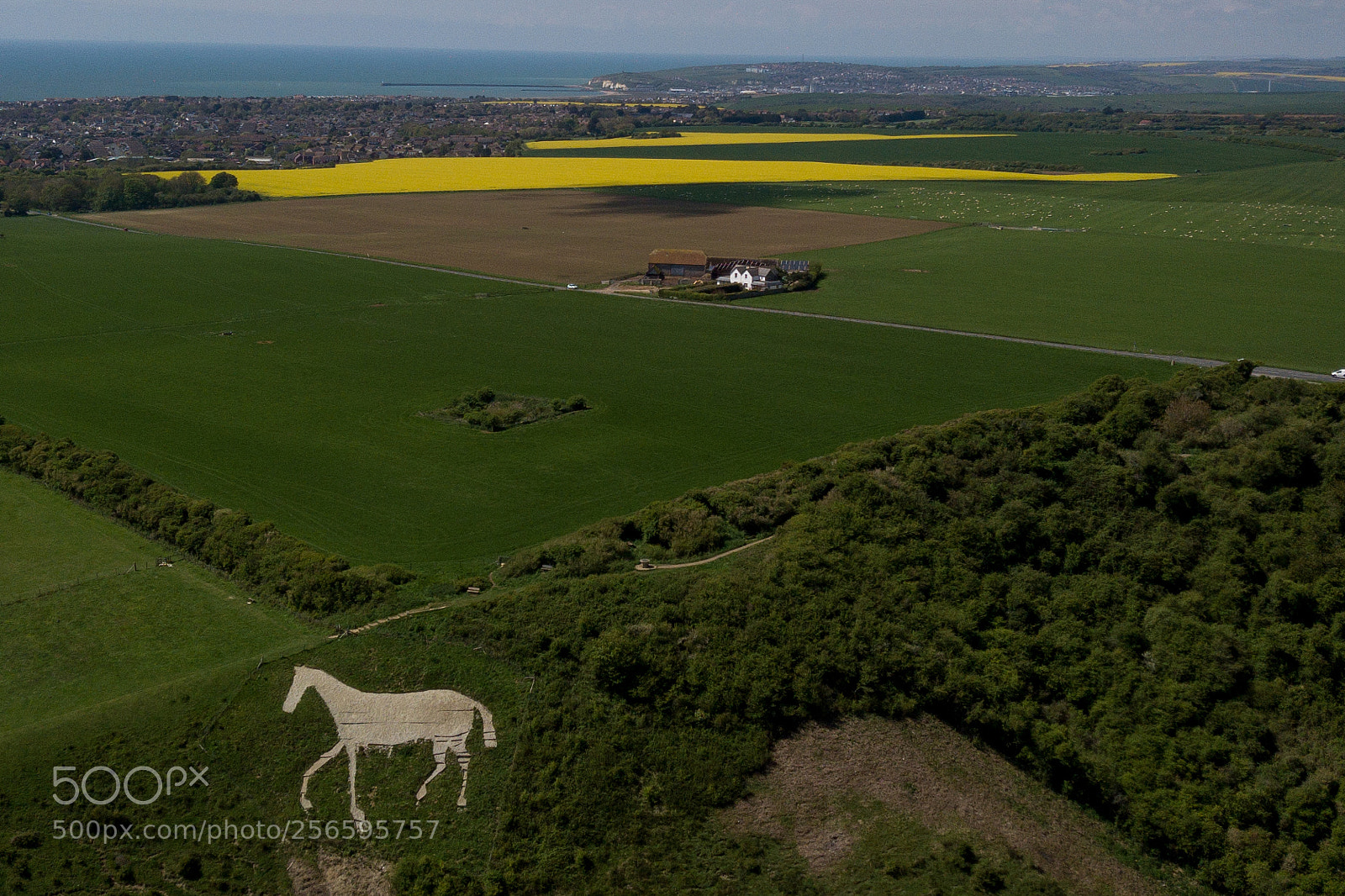 DJI FC220 sample photo. White horse2 photography