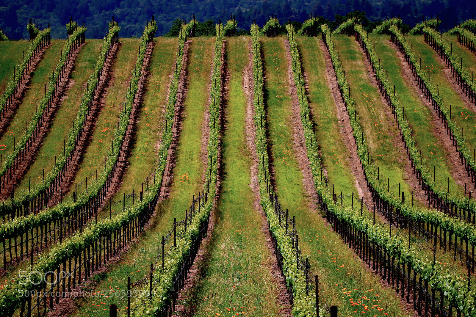 Canon EOS 80D sample photo. Spring in sonoma california photography