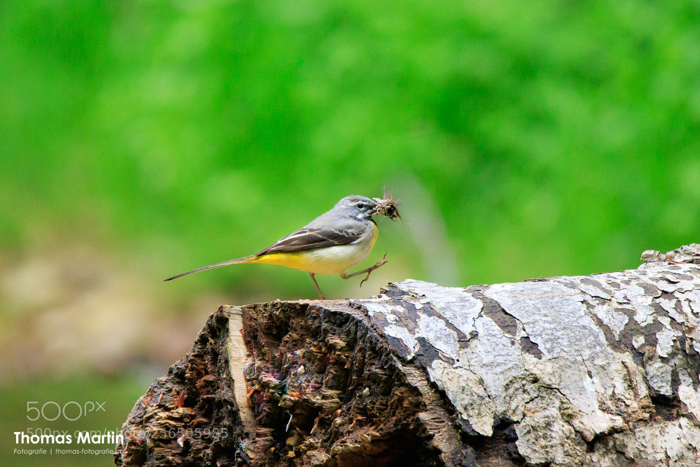 Canon EOS 7D Mark II sample photo. Gray wagtail photography