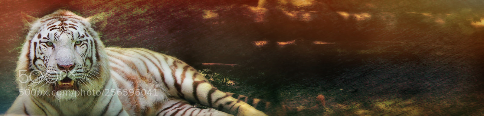 Canon EOS 7D sample photo. White tiger photography