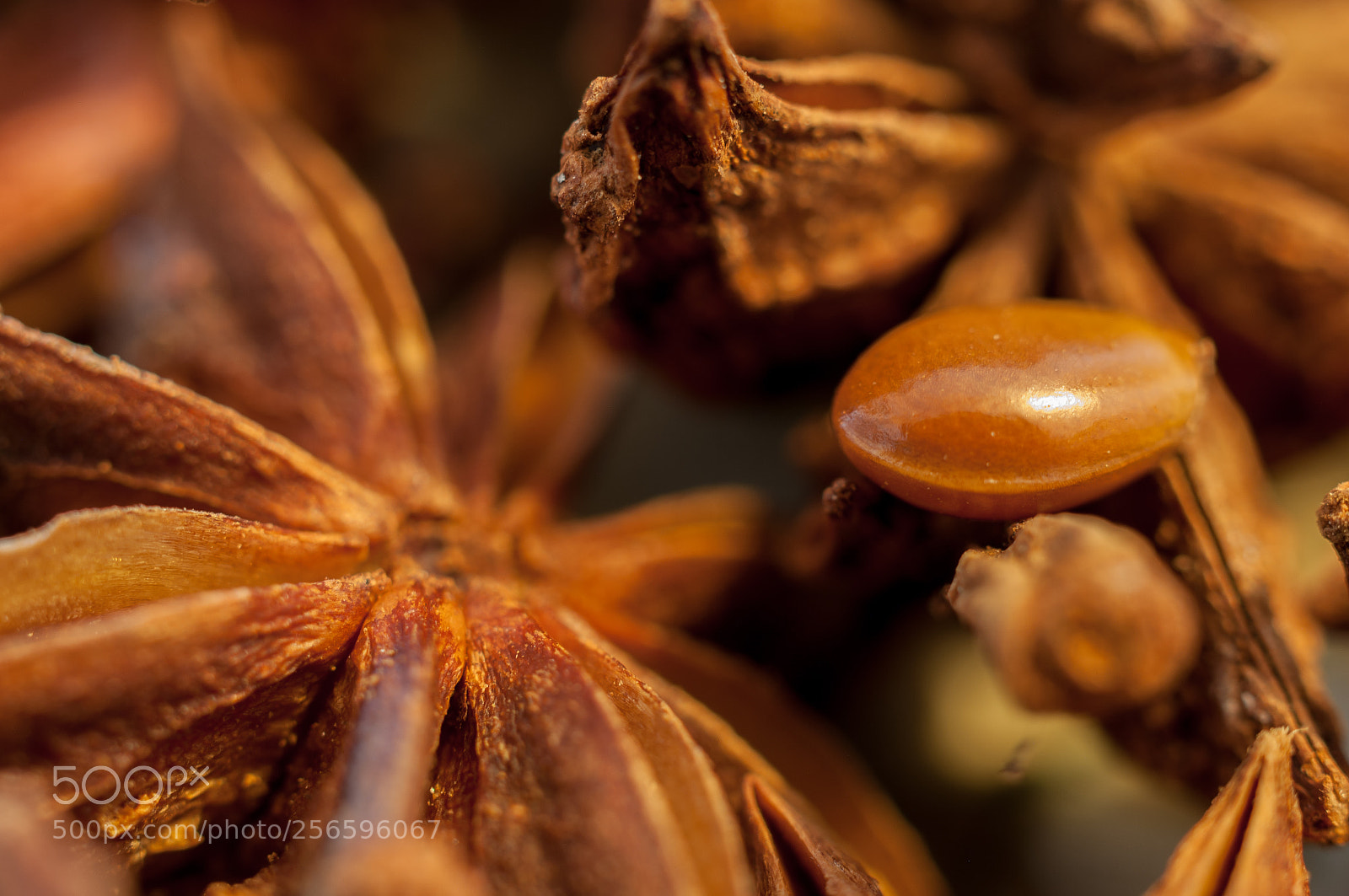 Pentax K20D sample photo. Aniseed.八角 photography