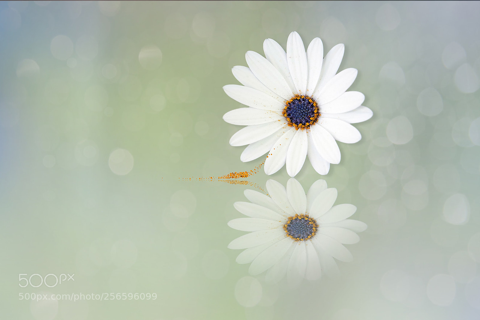 Sony a7 III sample photo. Daisy photography