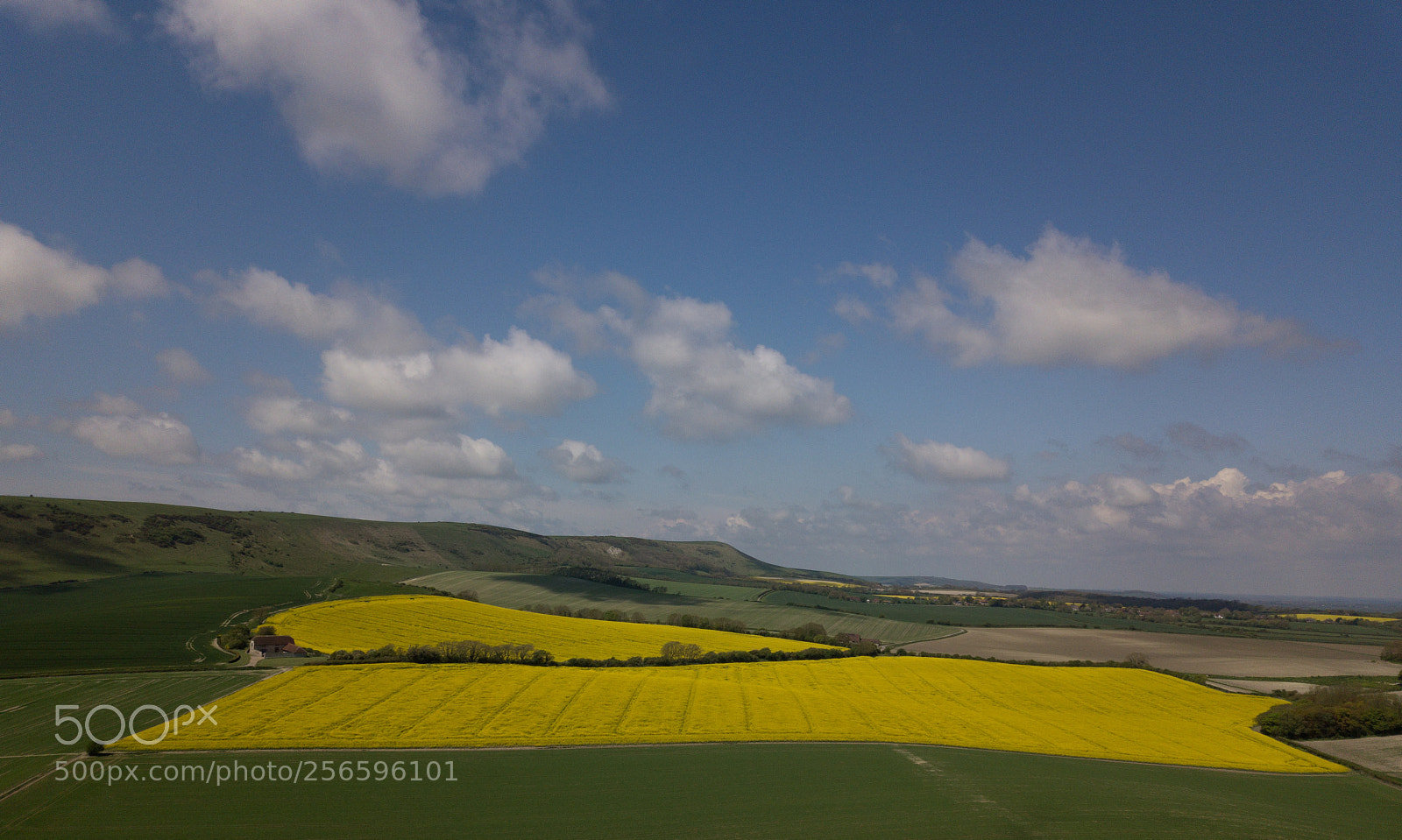 DJI FC220 sample photo. Yellow field photography