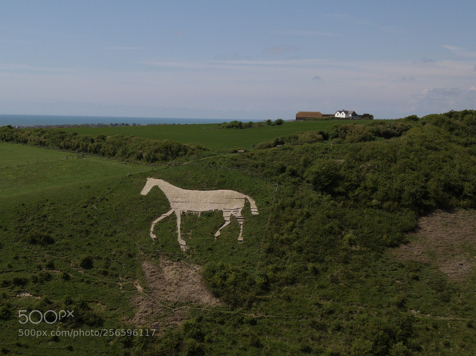 DJI FC220 sample photo. White horse 1 photography
