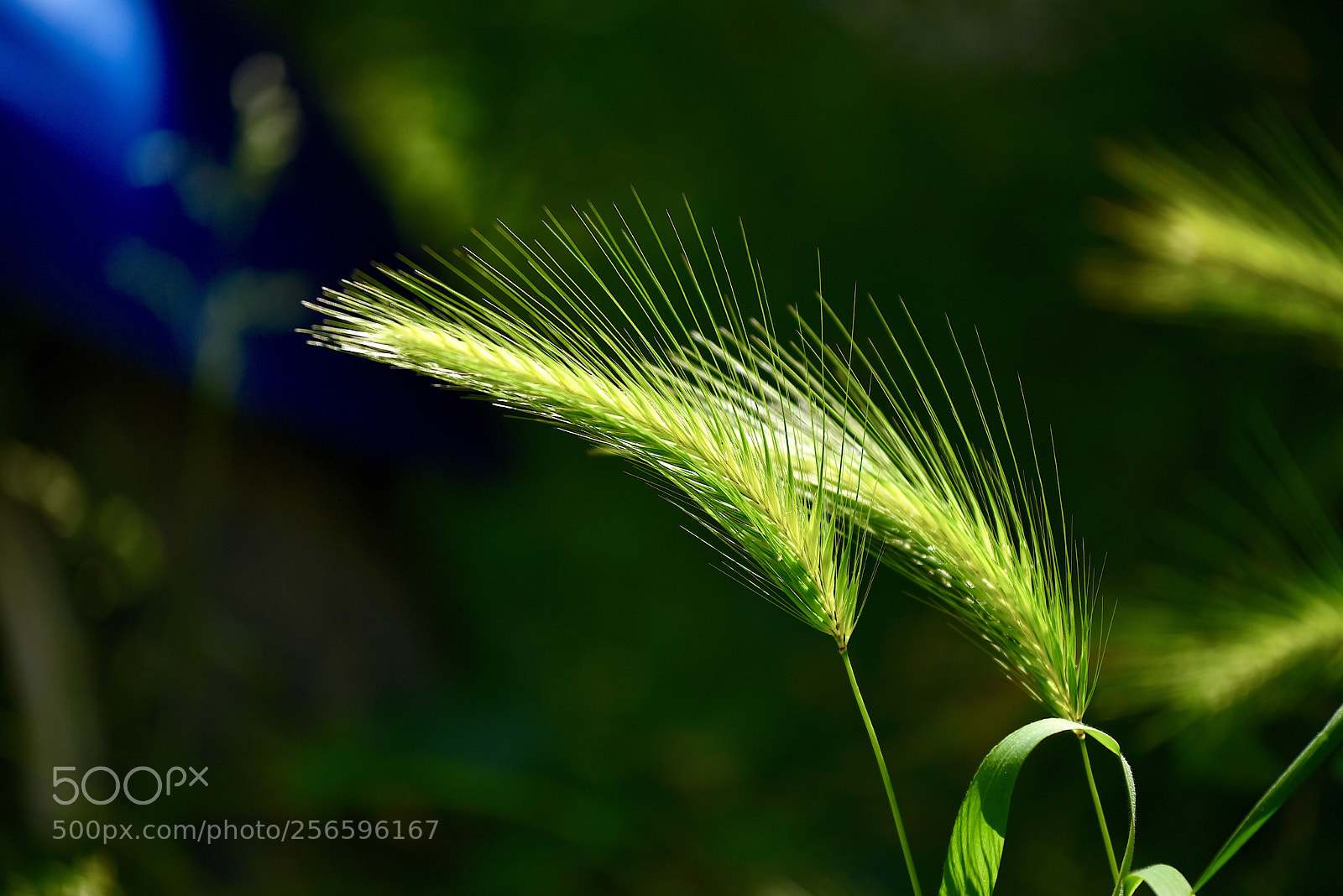 Nikon D750 sample photo. Spring is coming  photography