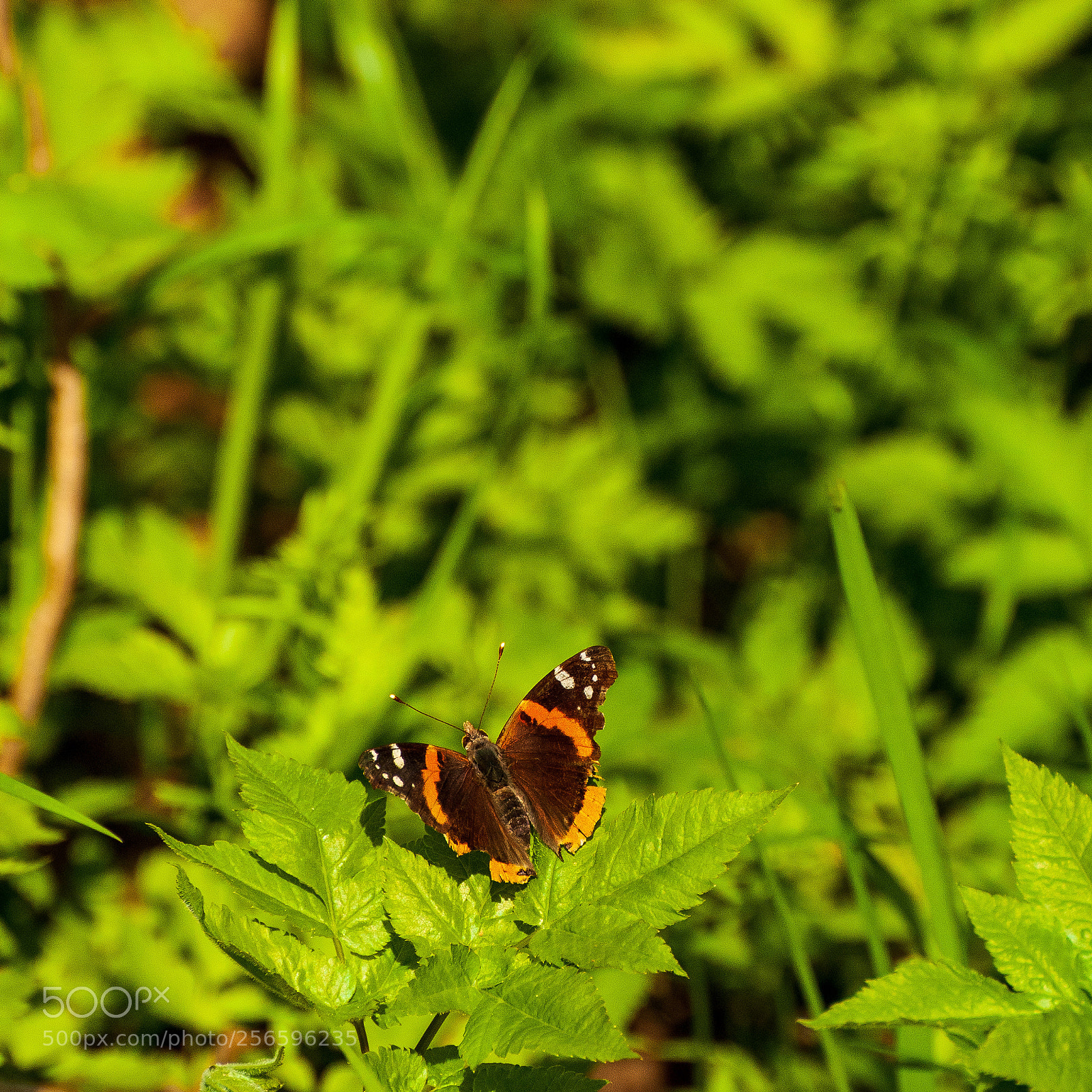 Nikon D60 sample photo. Untitled photography