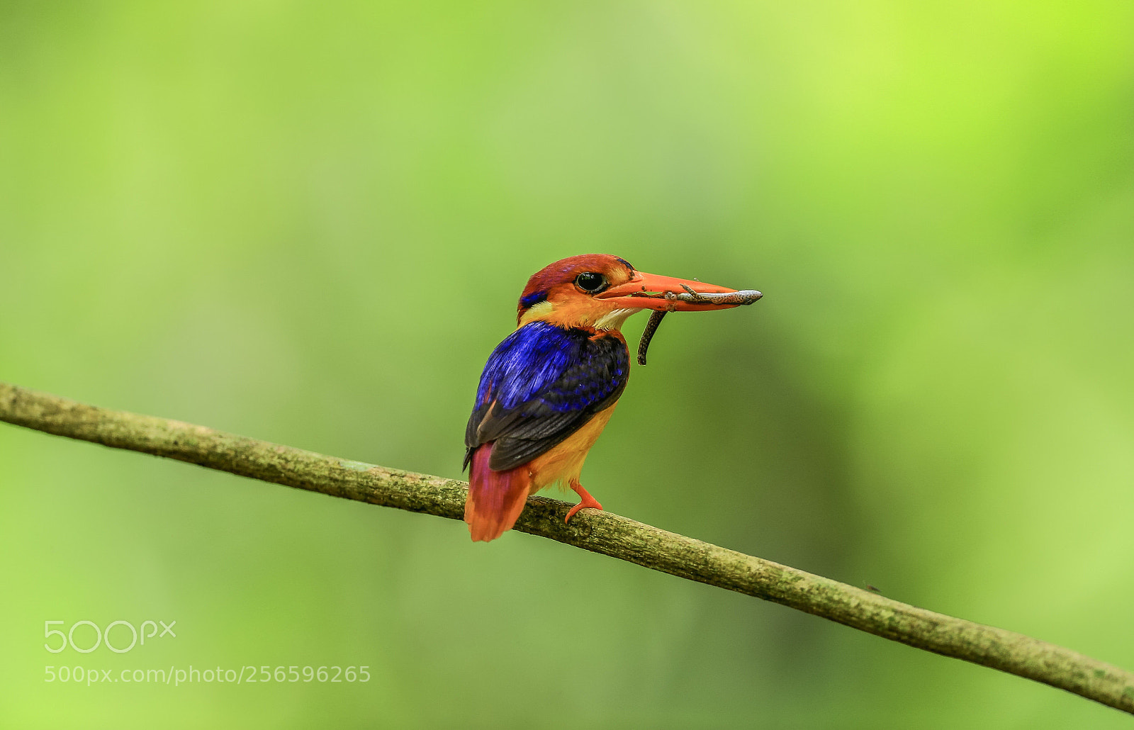 Canon EOS-1D X Mark II sample photo. Black-backed kingfisher@thailand. photography
