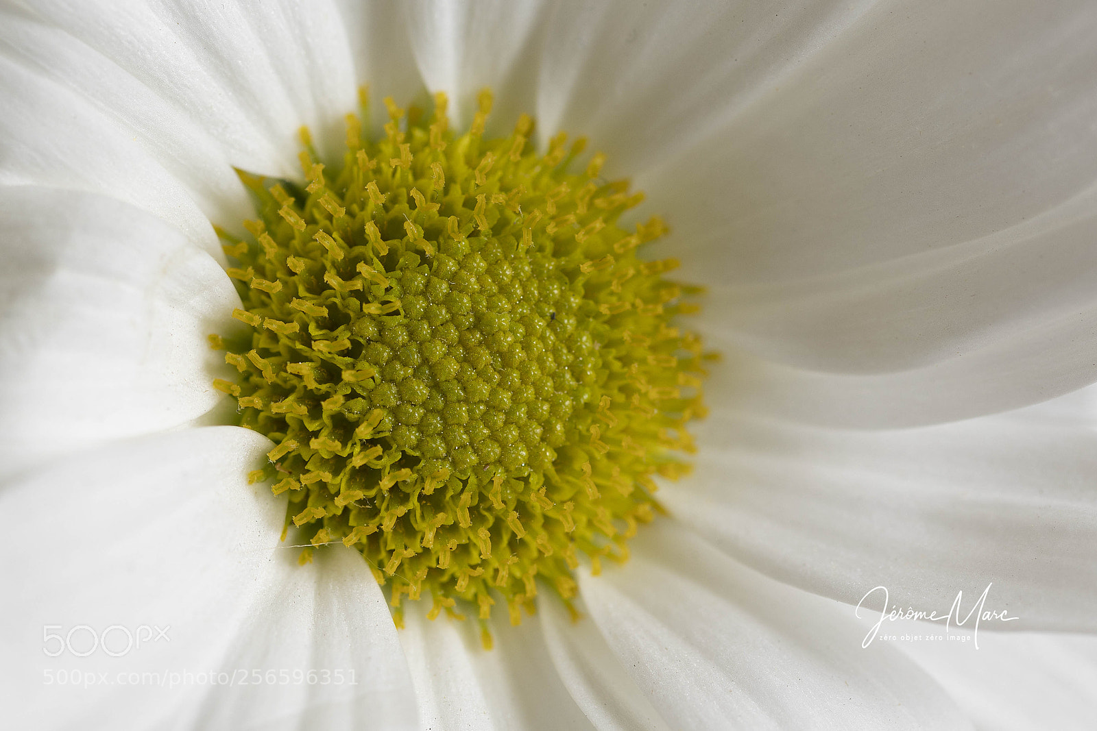 Canon EOS 5D Mark IV sample photo. Yellow & white photography