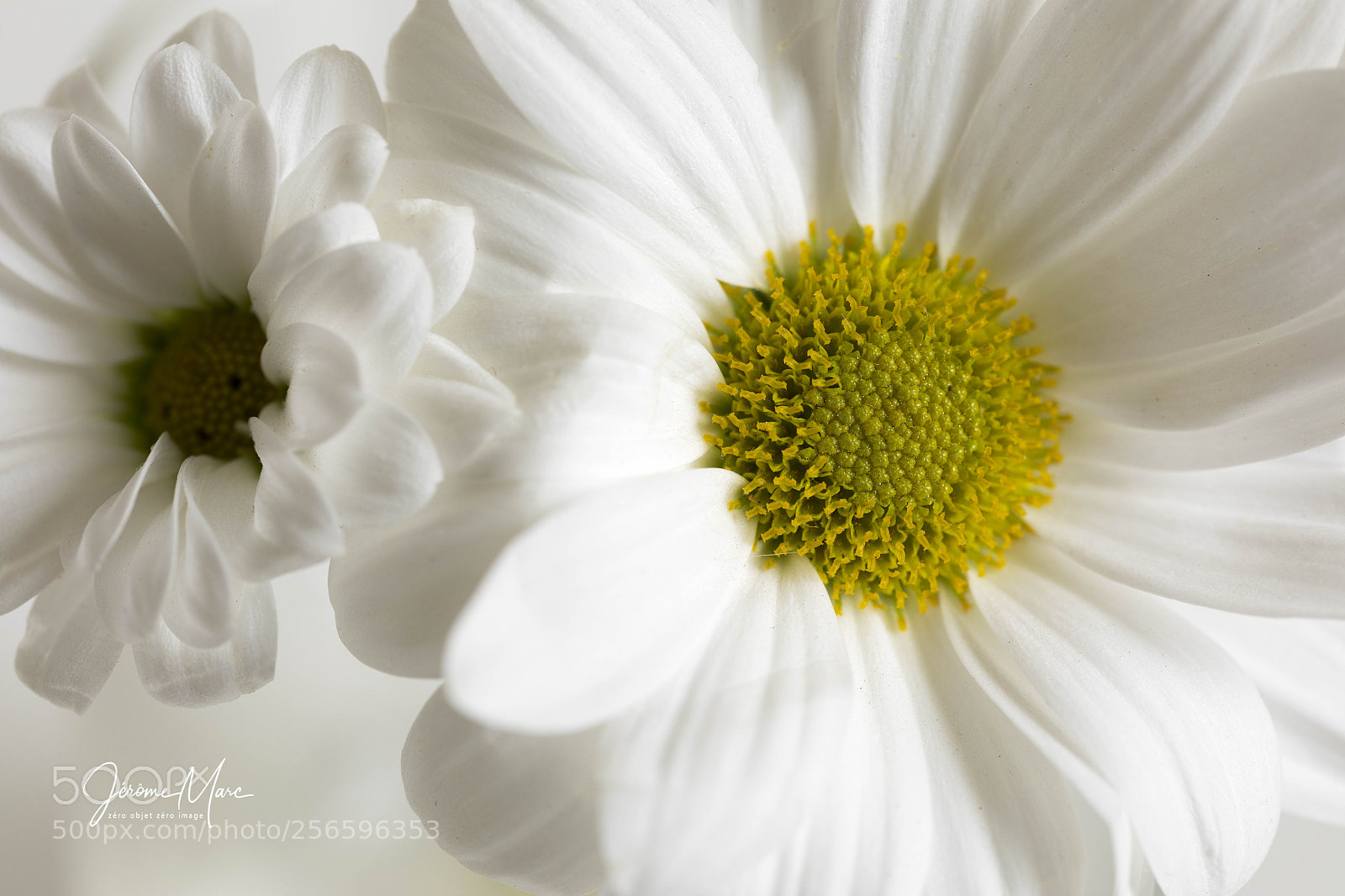Canon EOS 5D Mark IV sample photo. Yellow & white photography