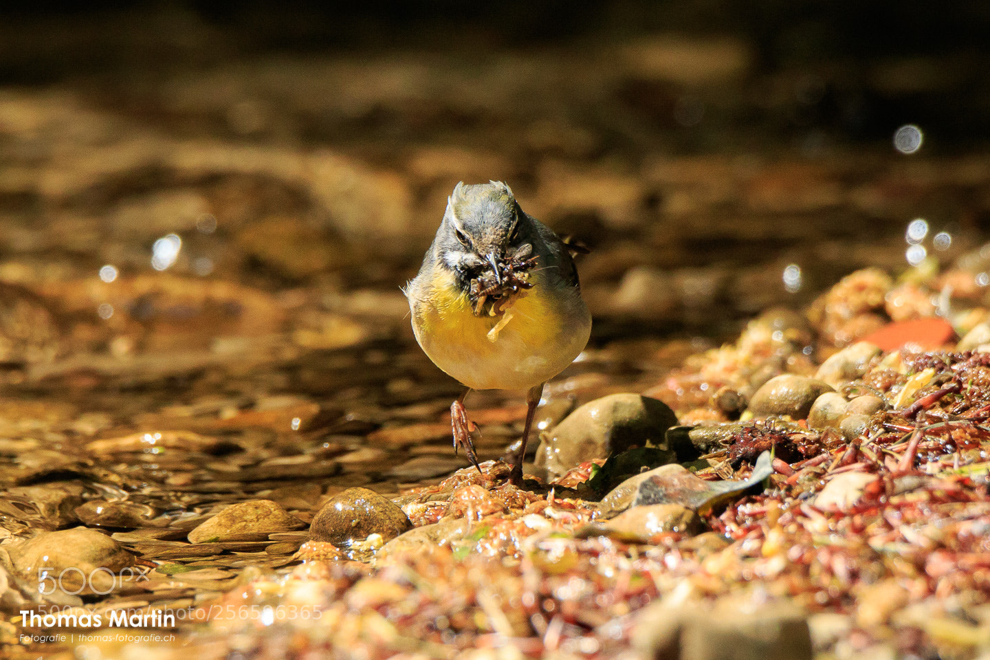 Canon EOS 7D Mark II sample photo. Gray wagtail ii photography