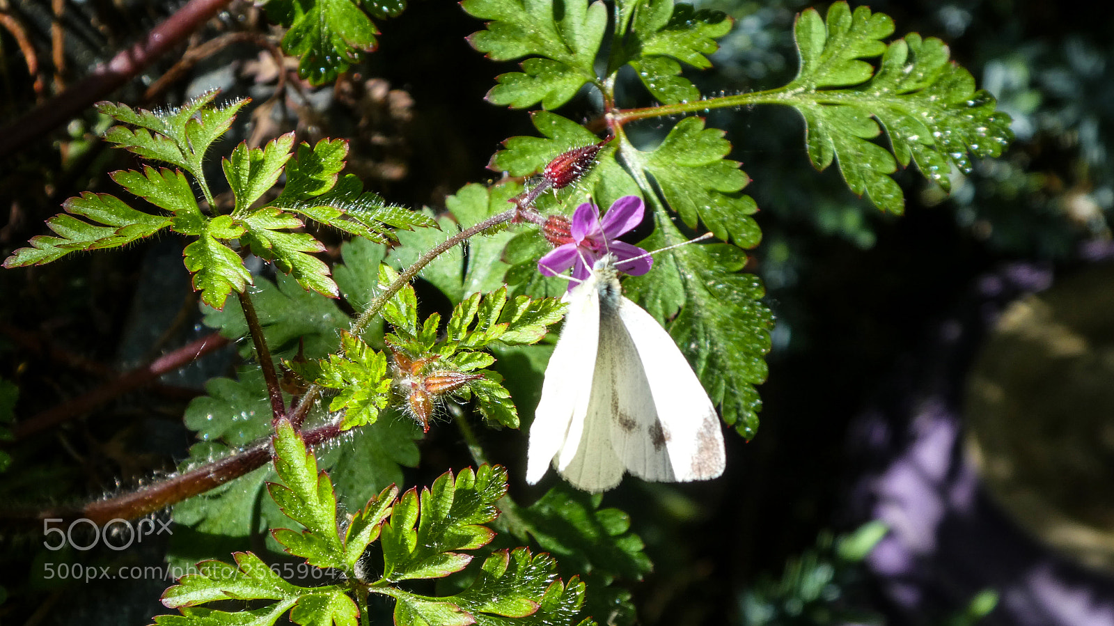 Panasonic DMC-TZ81 sample photo. Schmetterling april photography