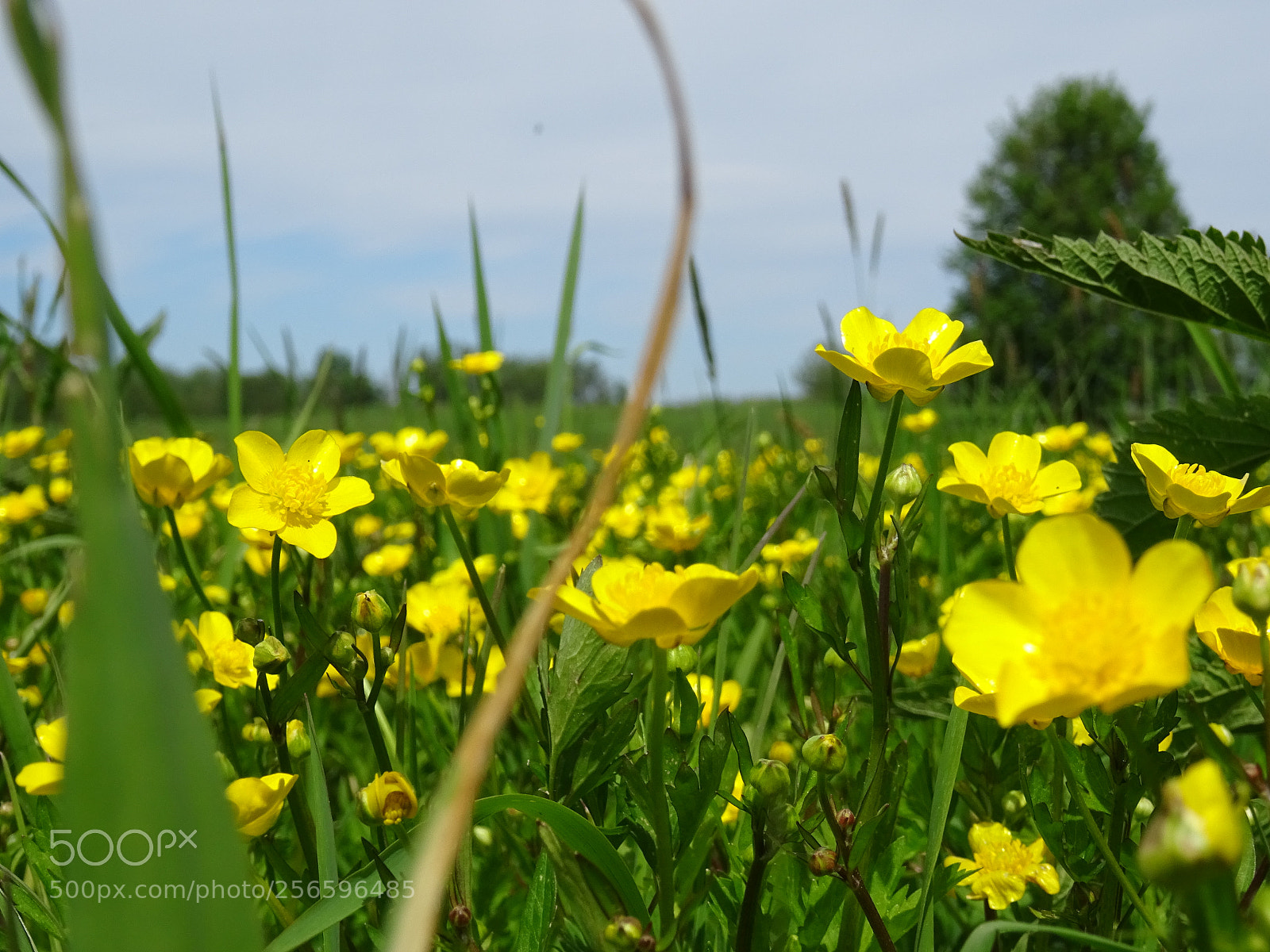 Sony DSC-HX60 sample photo. Untitled photography