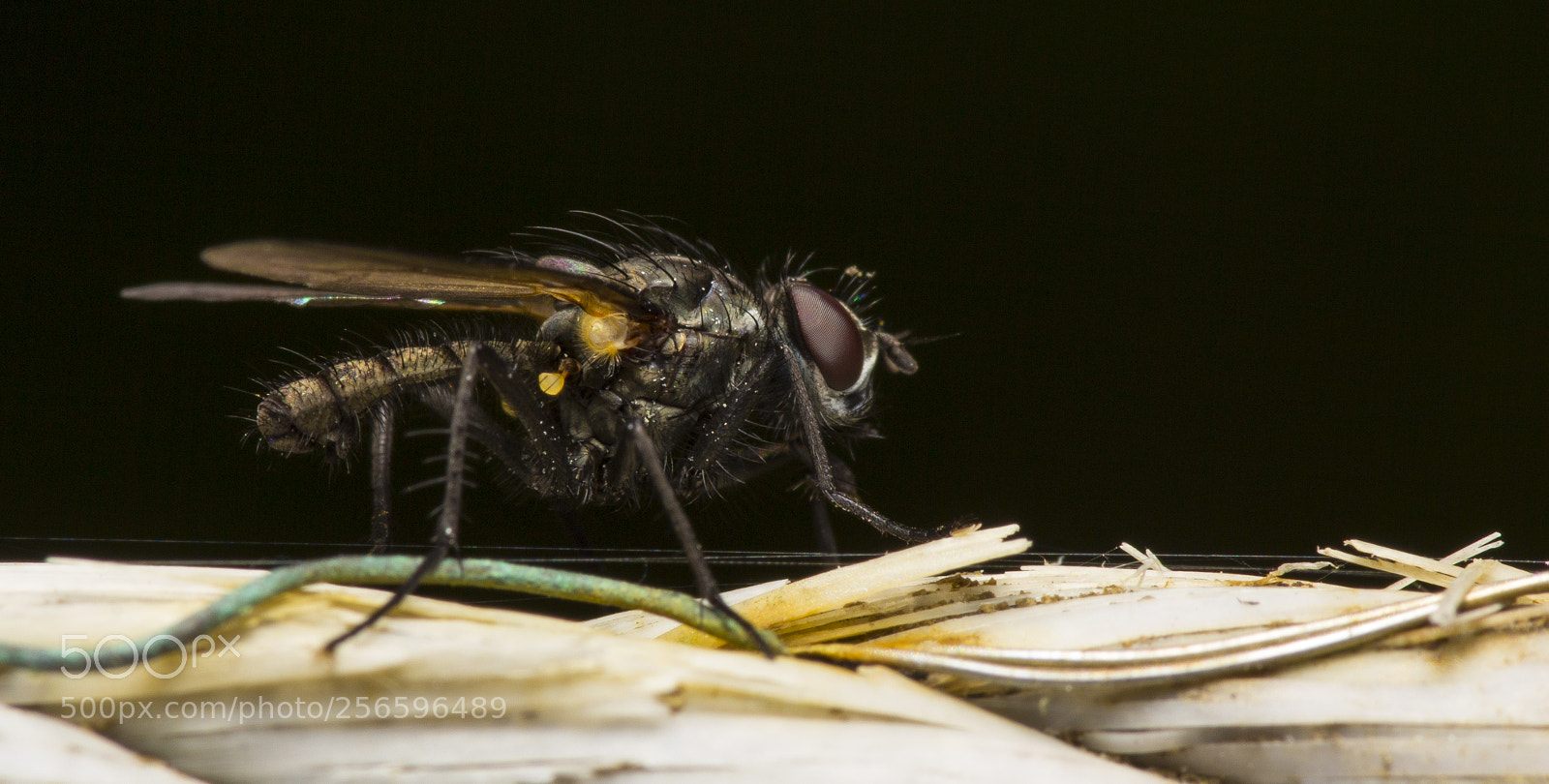 Canon EOS 60D sample photo. Fly by wire photography