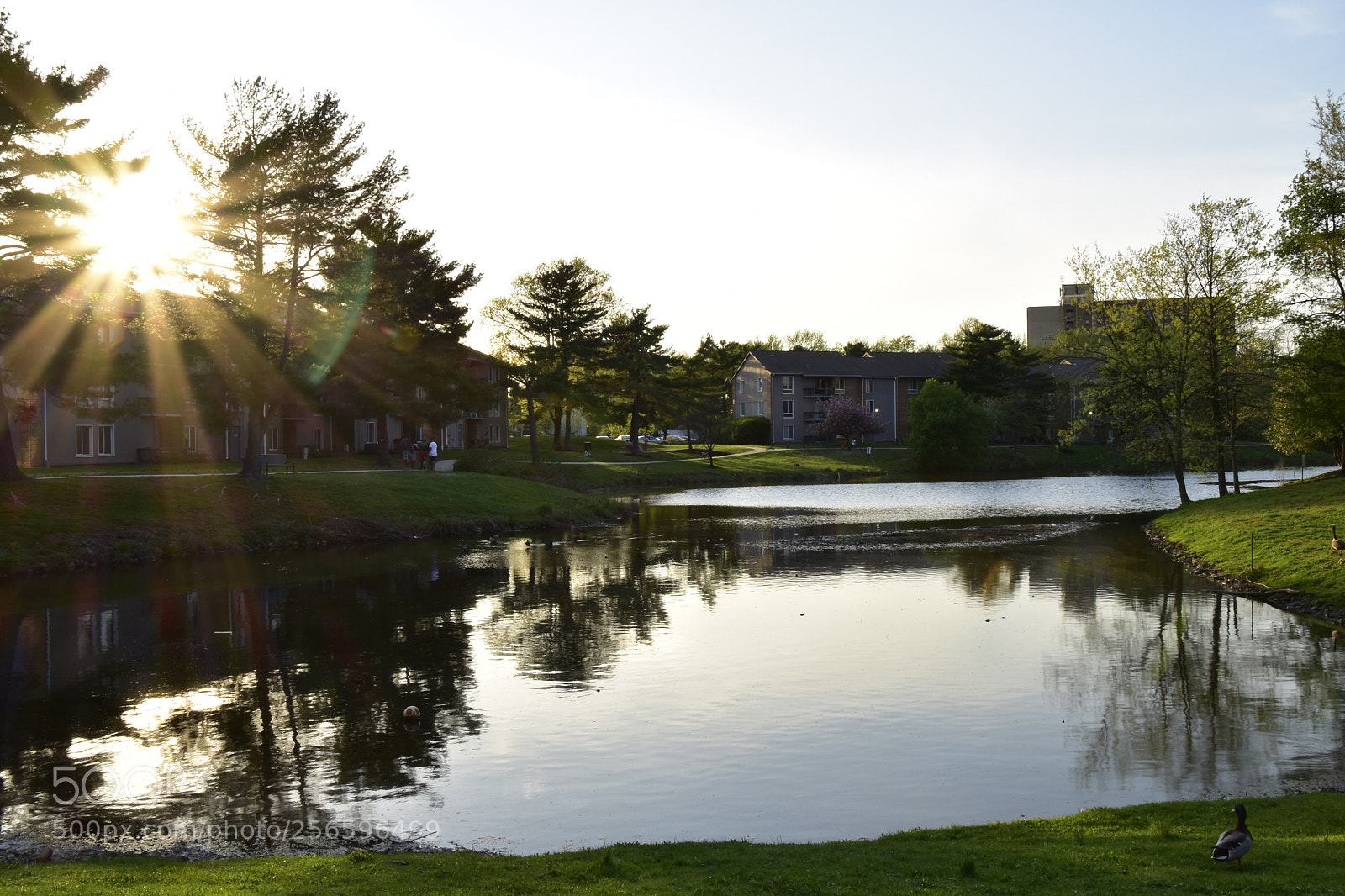 Nikon D3400 sample photo. Sunshine photography
