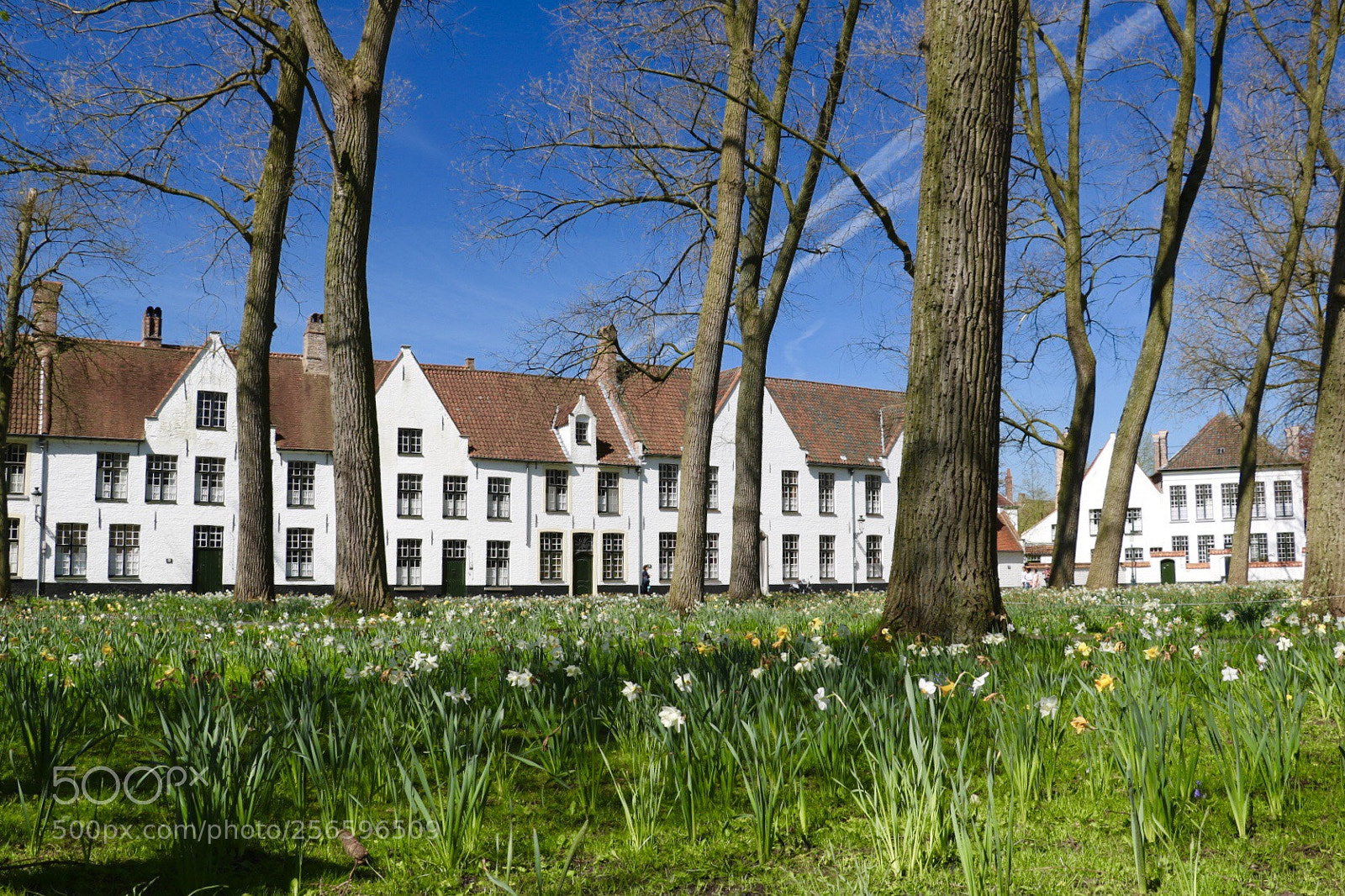 Canon EOS 750D (EOS Rebel T6i / EOS Kiss X8i) sample photo. B guinage of bruges photography